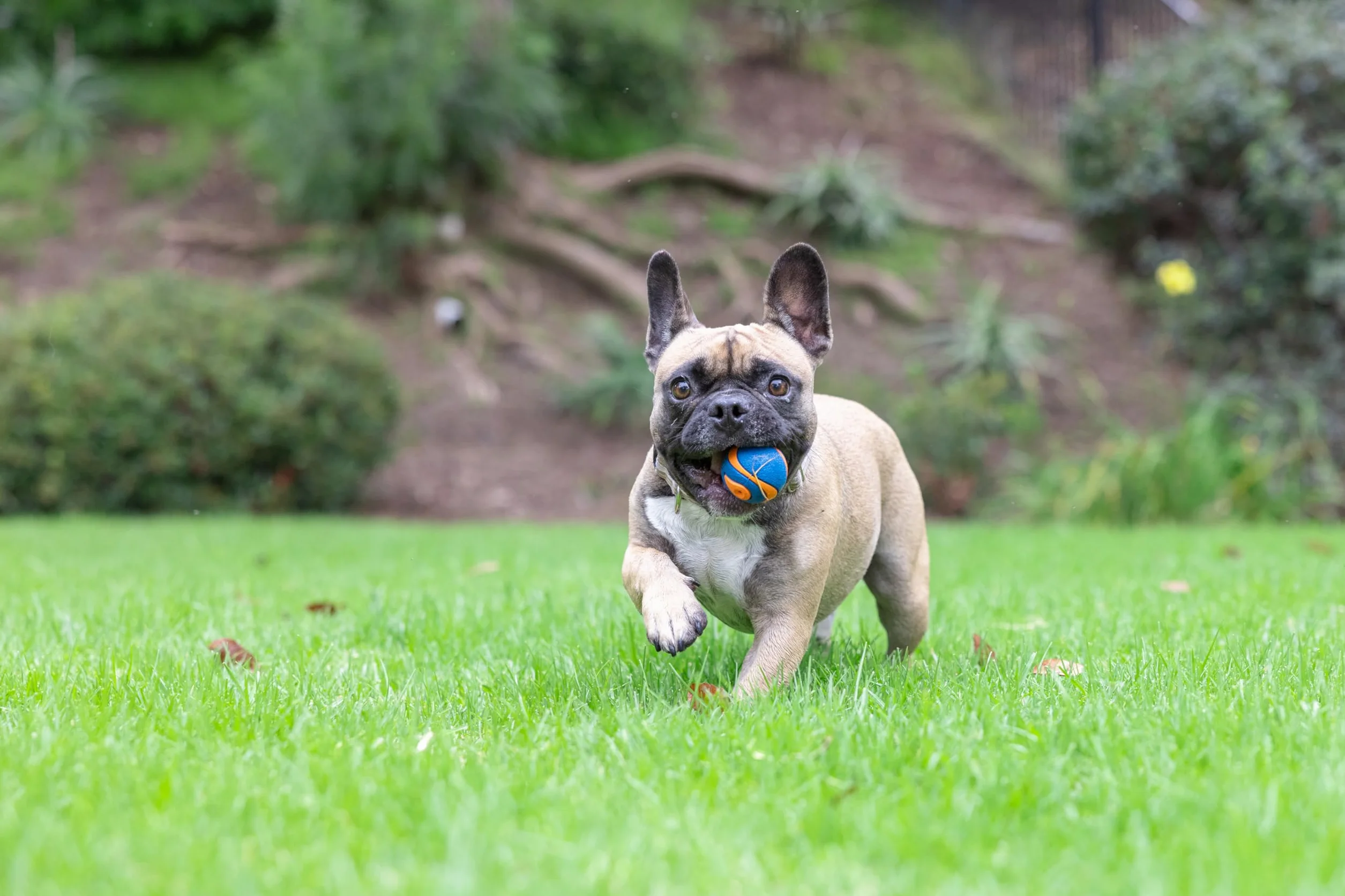 Chuckit! CH52070 Ultra Squeaker Ball Small 1 sztuka
