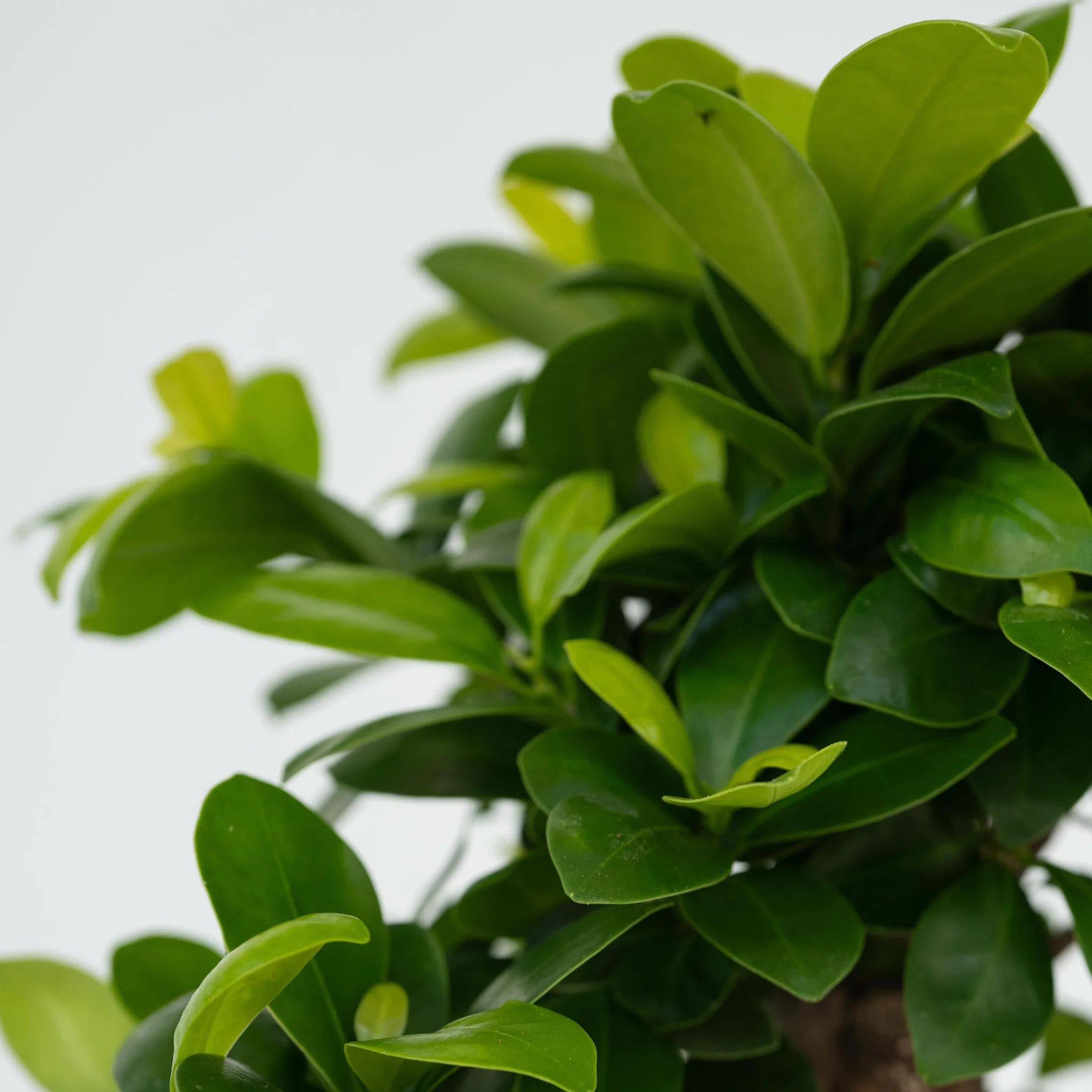 Plant in a Box - Ficus Ginseng - Drzewko Bonsai - Doniczka 12cm - Wysokość 30-40cm - Rośliny domowe