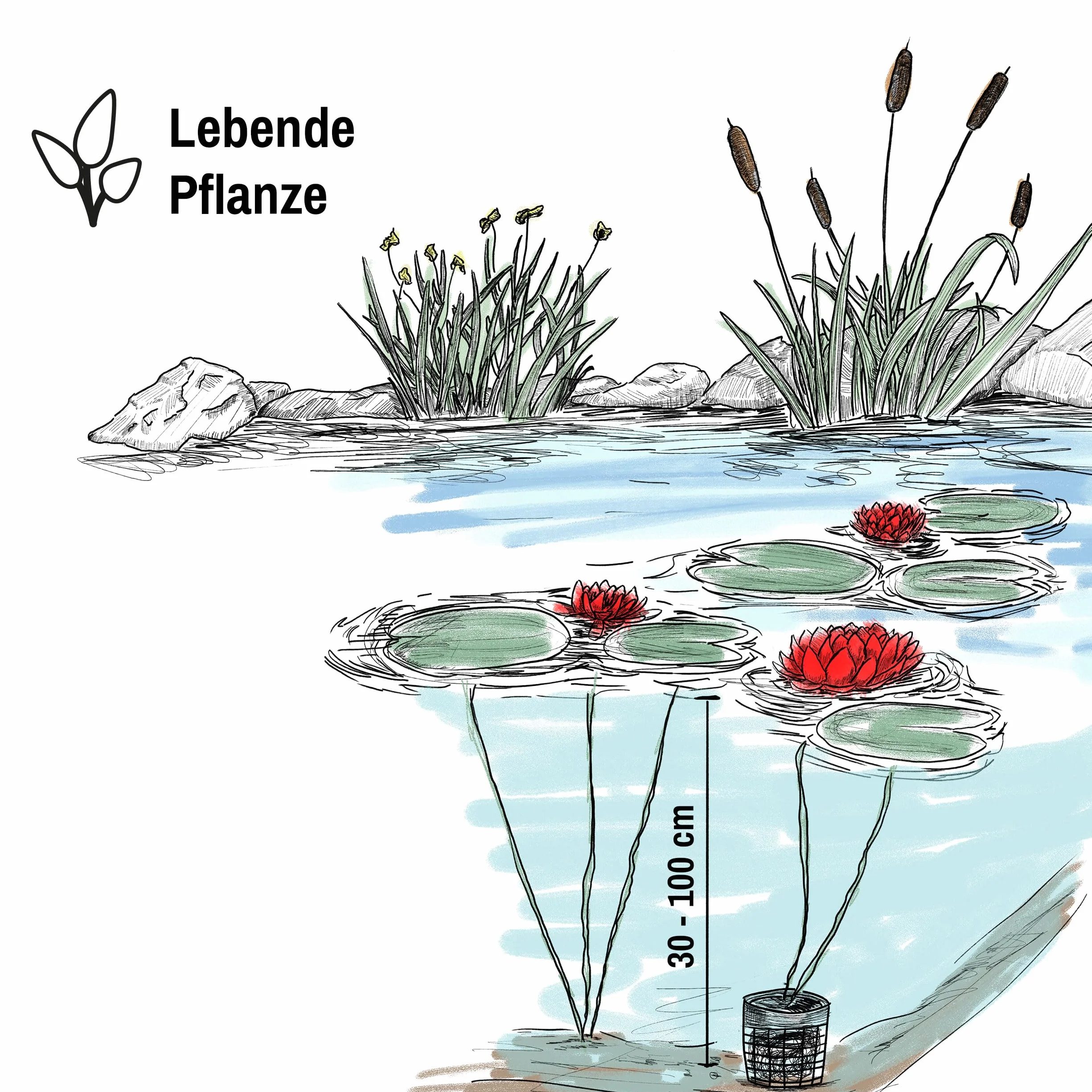 Lawana Lilia wodna Nymphaea Attraction Red – lilia wodna z włókien kokosowych
