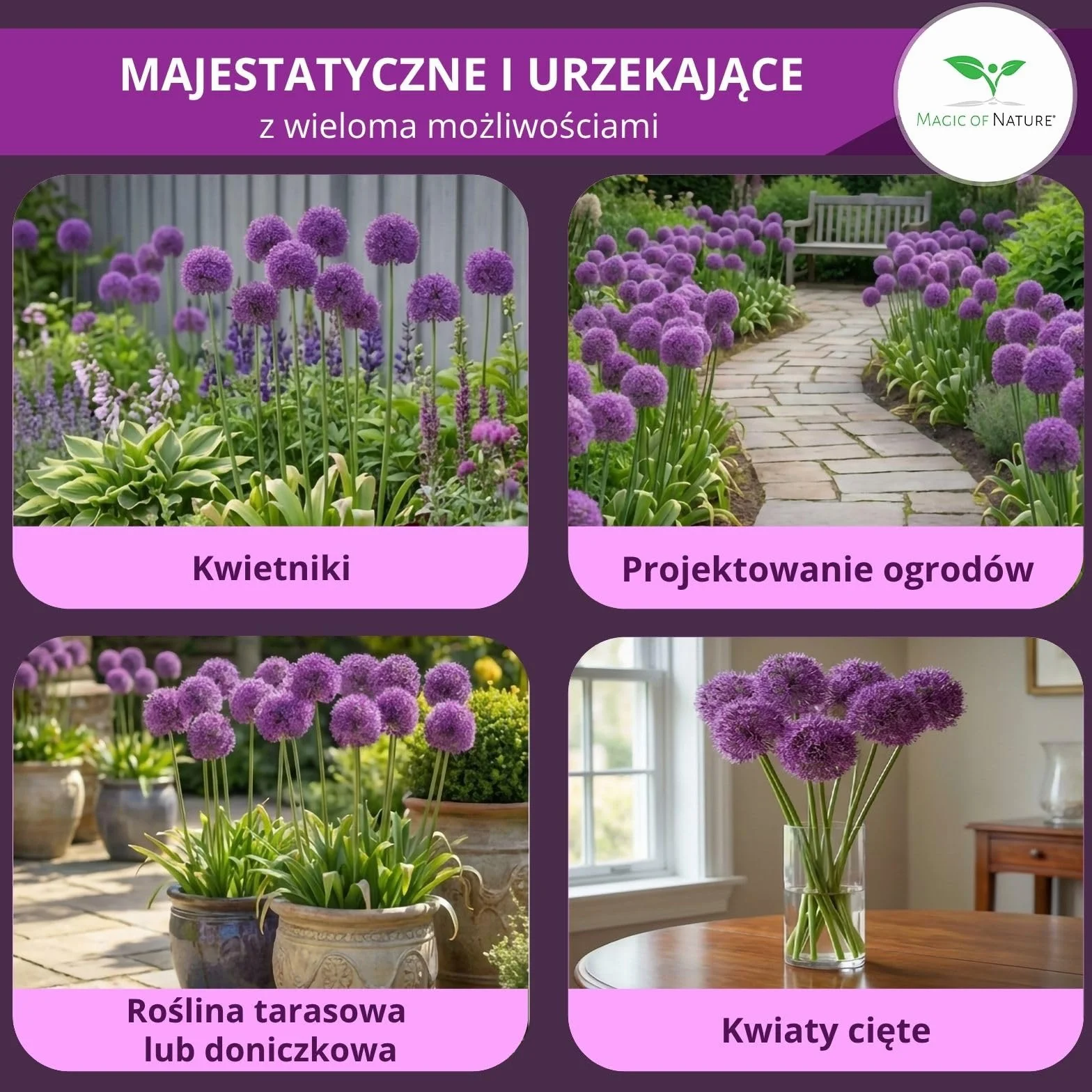 Magic of Nature Czosnek Olbrzymi Nasiona (30 szt.) Allium giganteum, mrozoodporny i wieloletni - Fioletowe kwiaty do 150cm do Twojego ogrodu