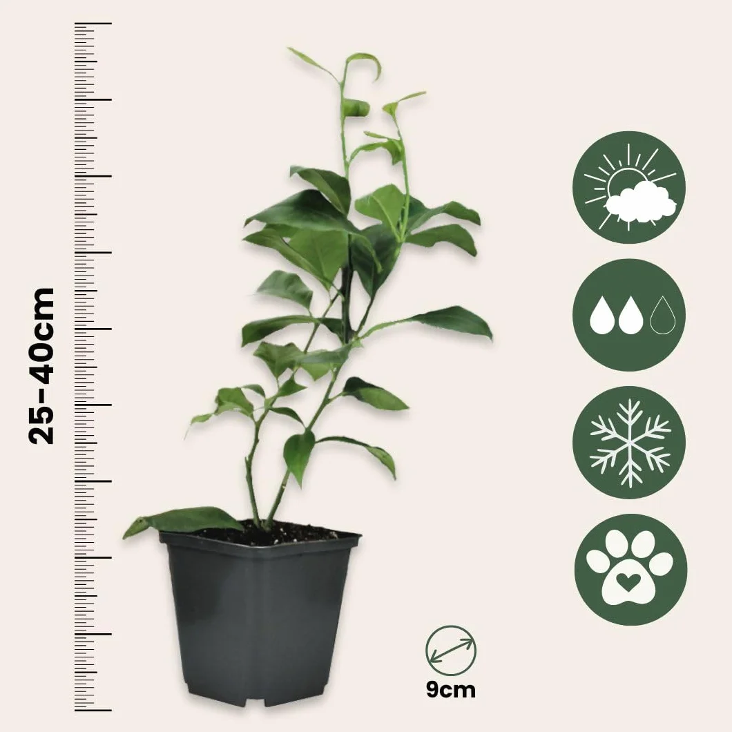 Plant in a Box - Zestaw 3 Drzewek Cytrusowych - Cytryna, pomarańcza, limonka - Rośliny Owocowe - Doniczka 9cm - Wysokość 25-40cm