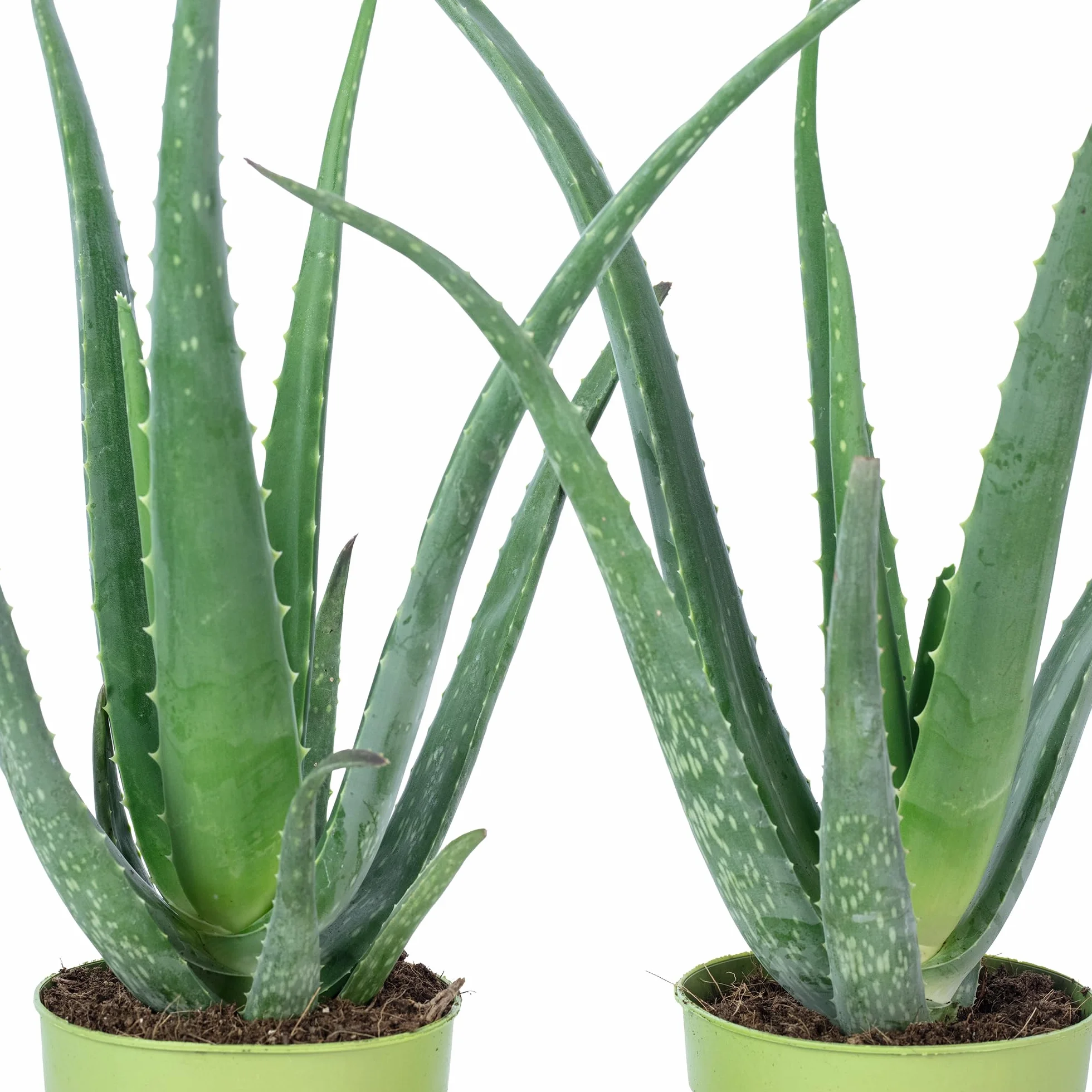 Zestaw 2 prawdziwych aloesów – łatwa w pielęgnacji roślina pokojowa, aloes zwyczajny – wysokość ok. 40 cm, średnica doniczki 12 cm
