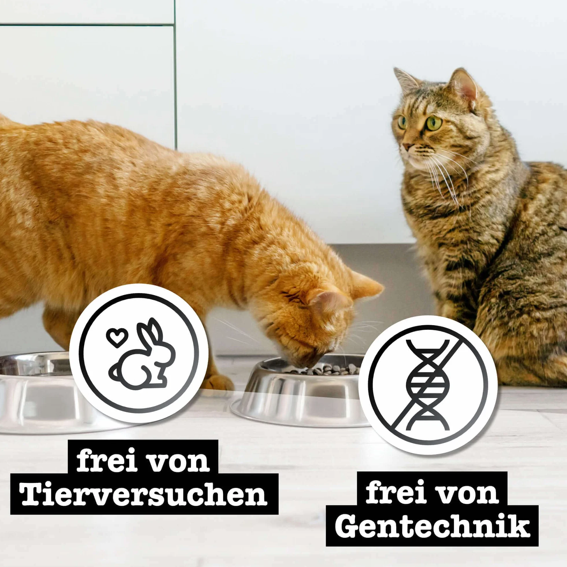 catz finefood Purrrr monoprotein karma dla kotów mokra nr 123, dla kotów wrażliwych na odżywianie, 70% zawartości mięsa, puszka 6 x 400 g