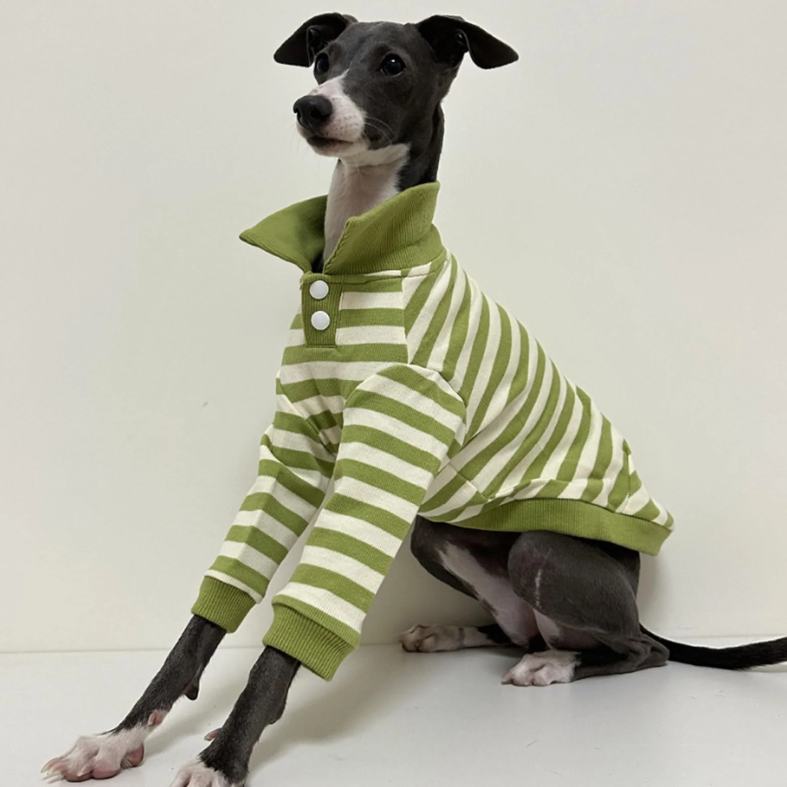 Sweter koszulka polo dla charta włoskiego whippet Bedlington Terrier zielono-białe paski długie rękawy