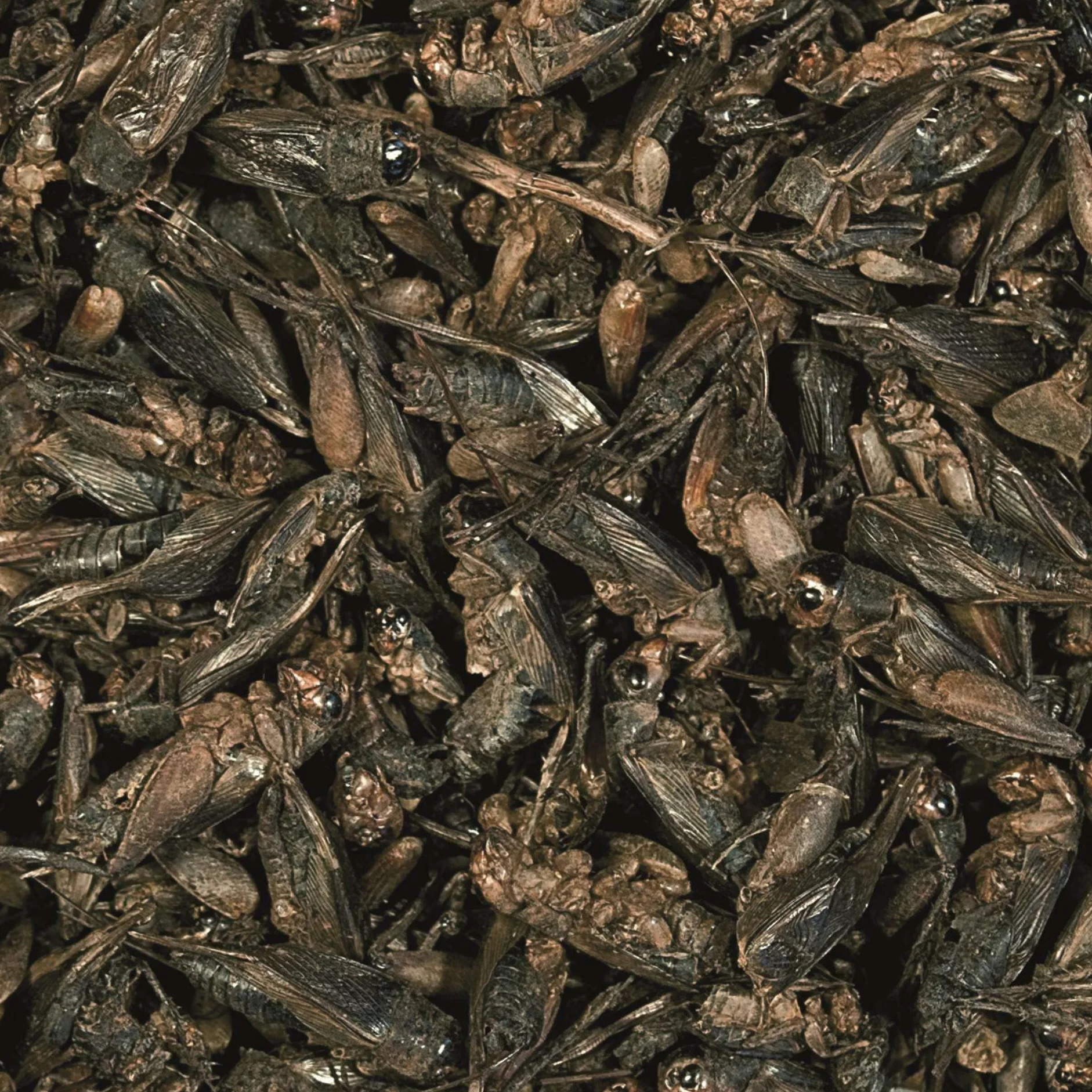 Suszone świerszcze dla gadów i dużych ryb akwariowych CRICKETS 100ML / 10G