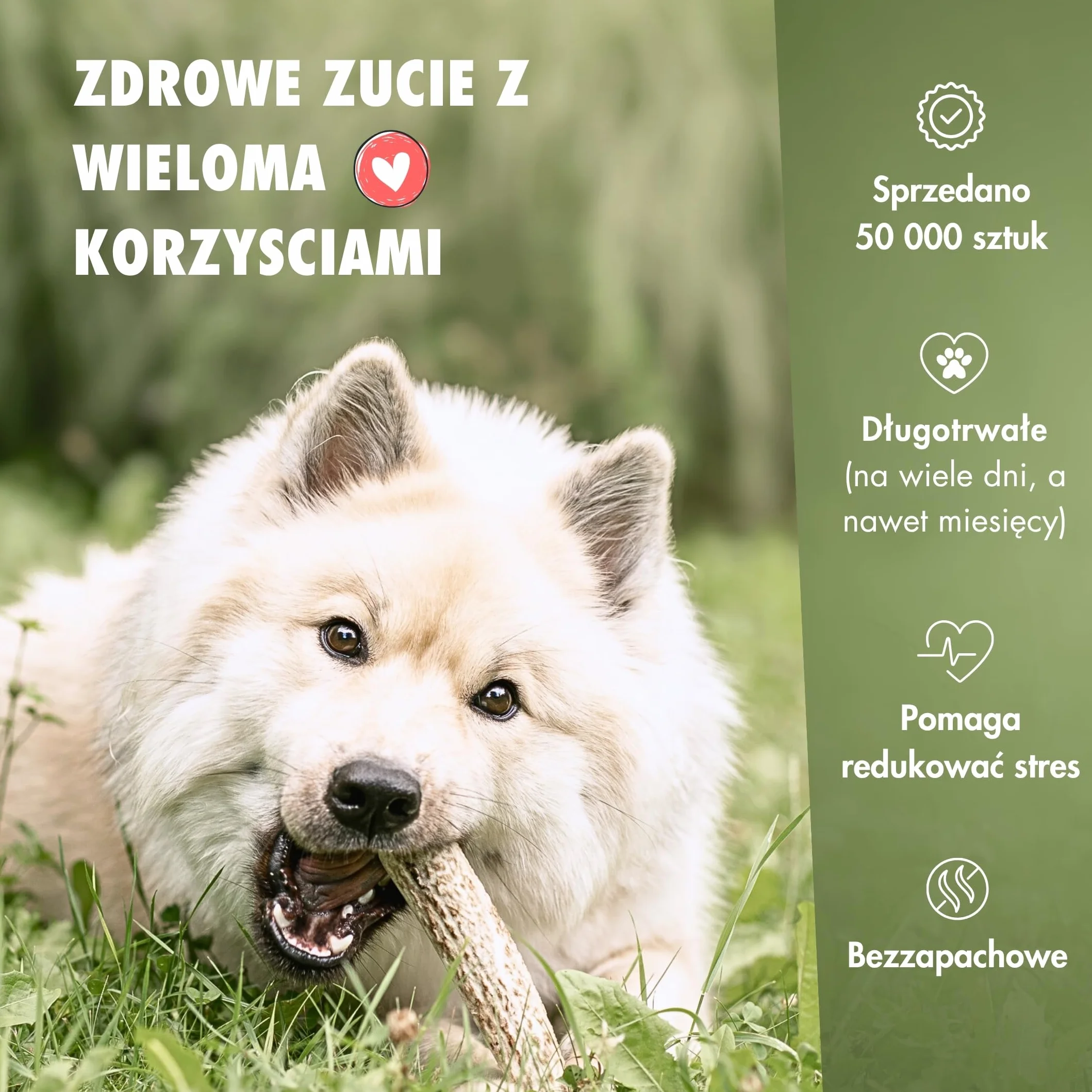 FOURLEGS® Przysmaki dla Psa, Poroże Jelenia 100% Naturalny Gryzak - Rozmiar M