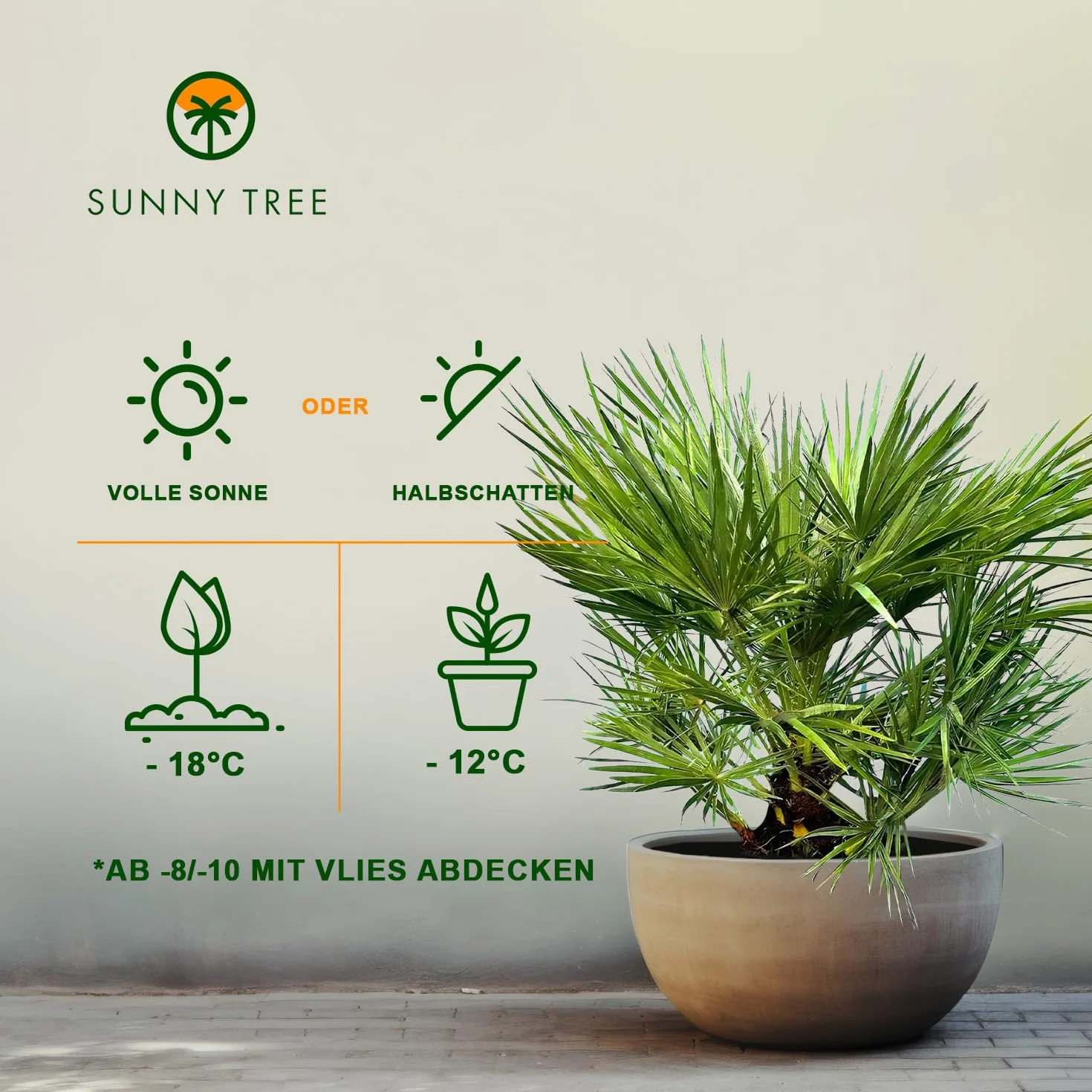 Chamaerops Humilis - Europejska Palma Karłowata 80 cm - Mrozoodporna Roślina Doniczkowa z Regionu Śródziemnomorskiego