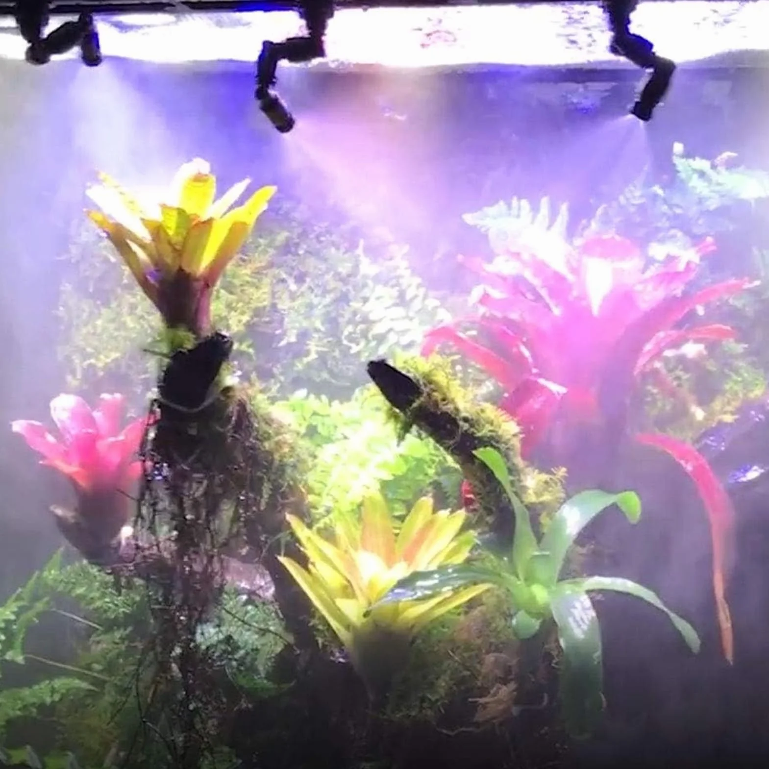 Zamgławiacz do Terrarium Regulowany Zraszacz Mgły Dysza Akwariowa