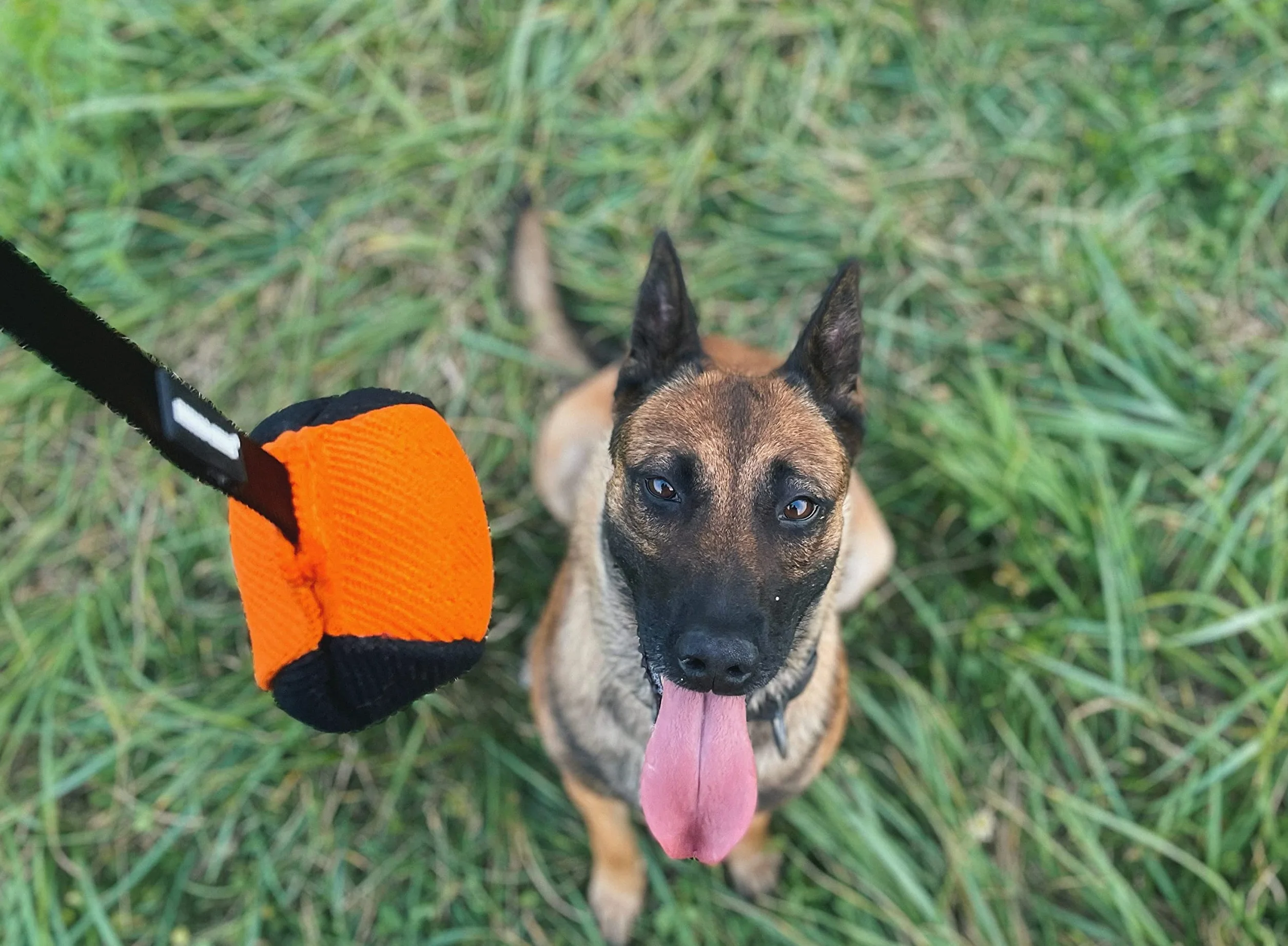 Piłka treningowa Dingo Gear 9 cm z rączką 65 cm nylon aport