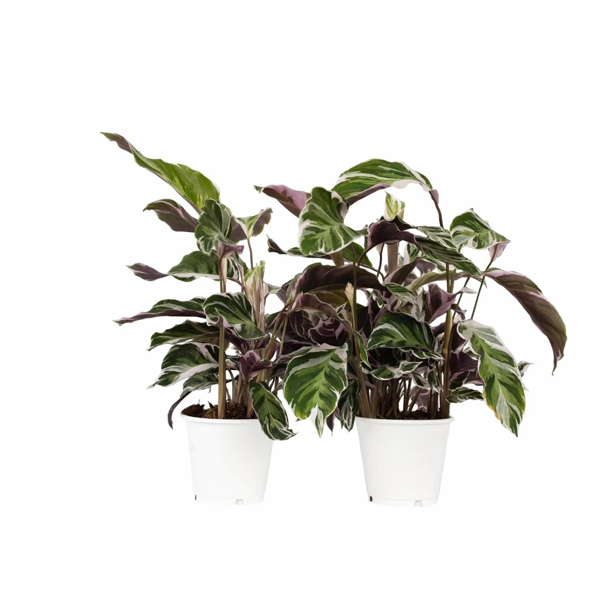 Plant in a Box - Calathea 'Fusion White' - Kalatea - Zestaw 2 sztuk - Doniczka 14cm - Wysokość 30-40cm