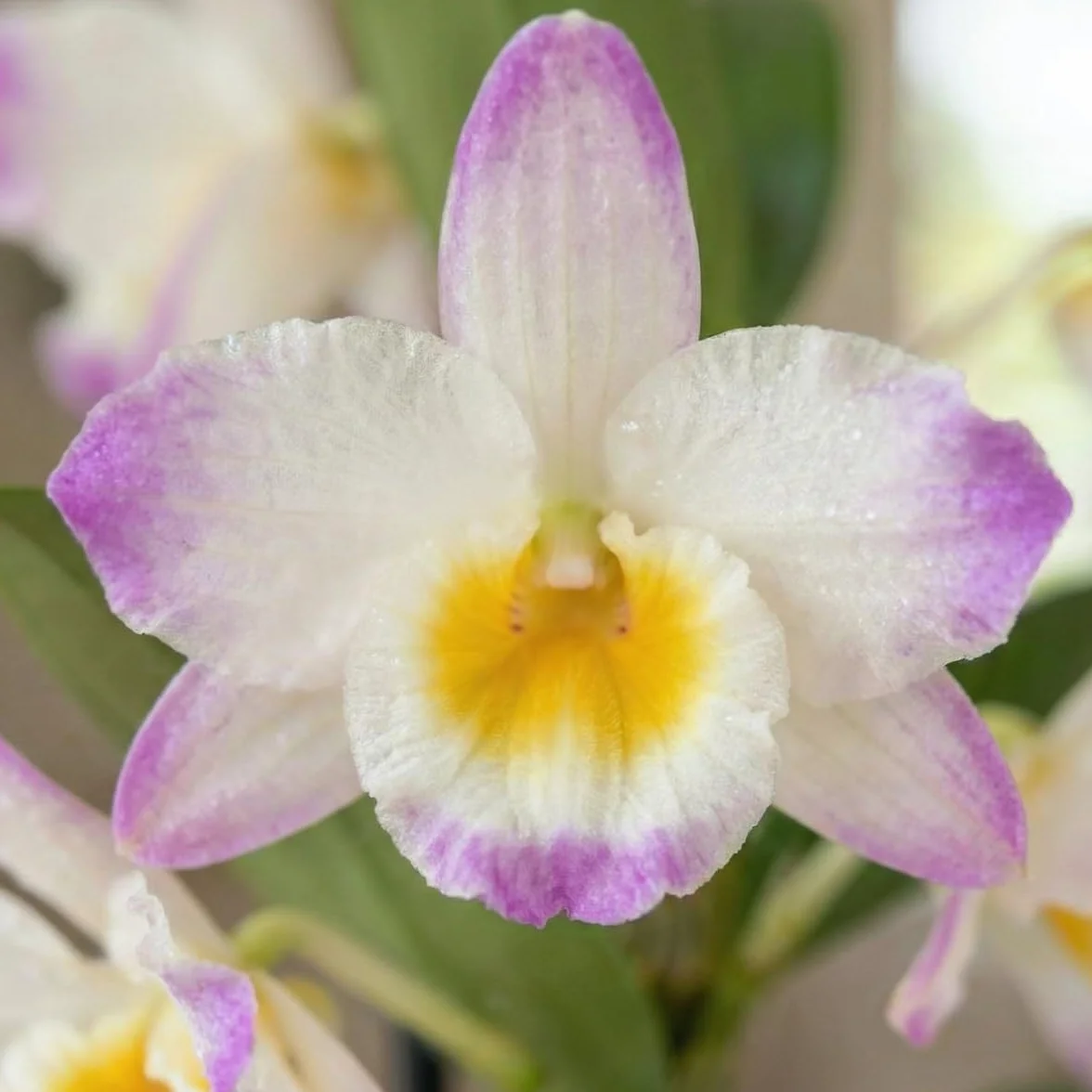 Kolekcja trzech prawdziwych storczyków Dendrobium Nobile o wysokości 30-40 cm, kwitnących i pachnących uprawianych w Holandii (bez sztucznych orchidei, bez nawozów i doniczek, bez nasion)
