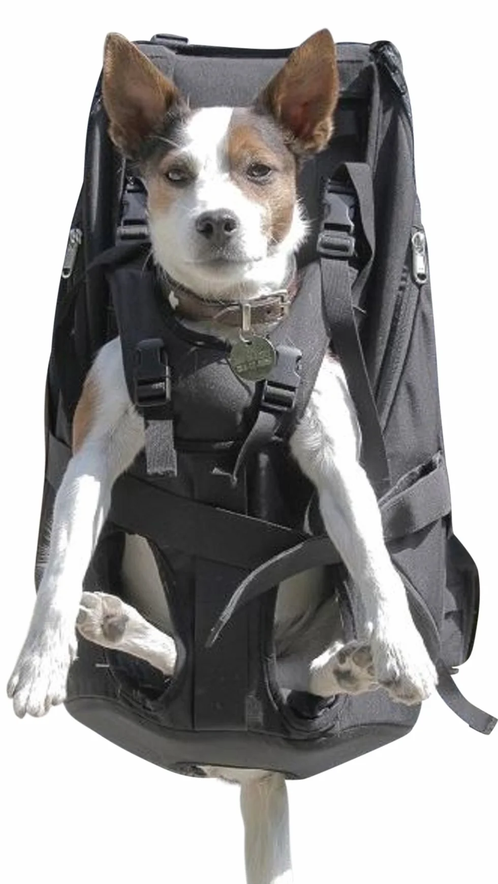 Premium big&slim dog carrier - plecak na psa, torba transportowa, - wysokiej jakości plecak na psa o wadze 7-16 kg, kolor czarny