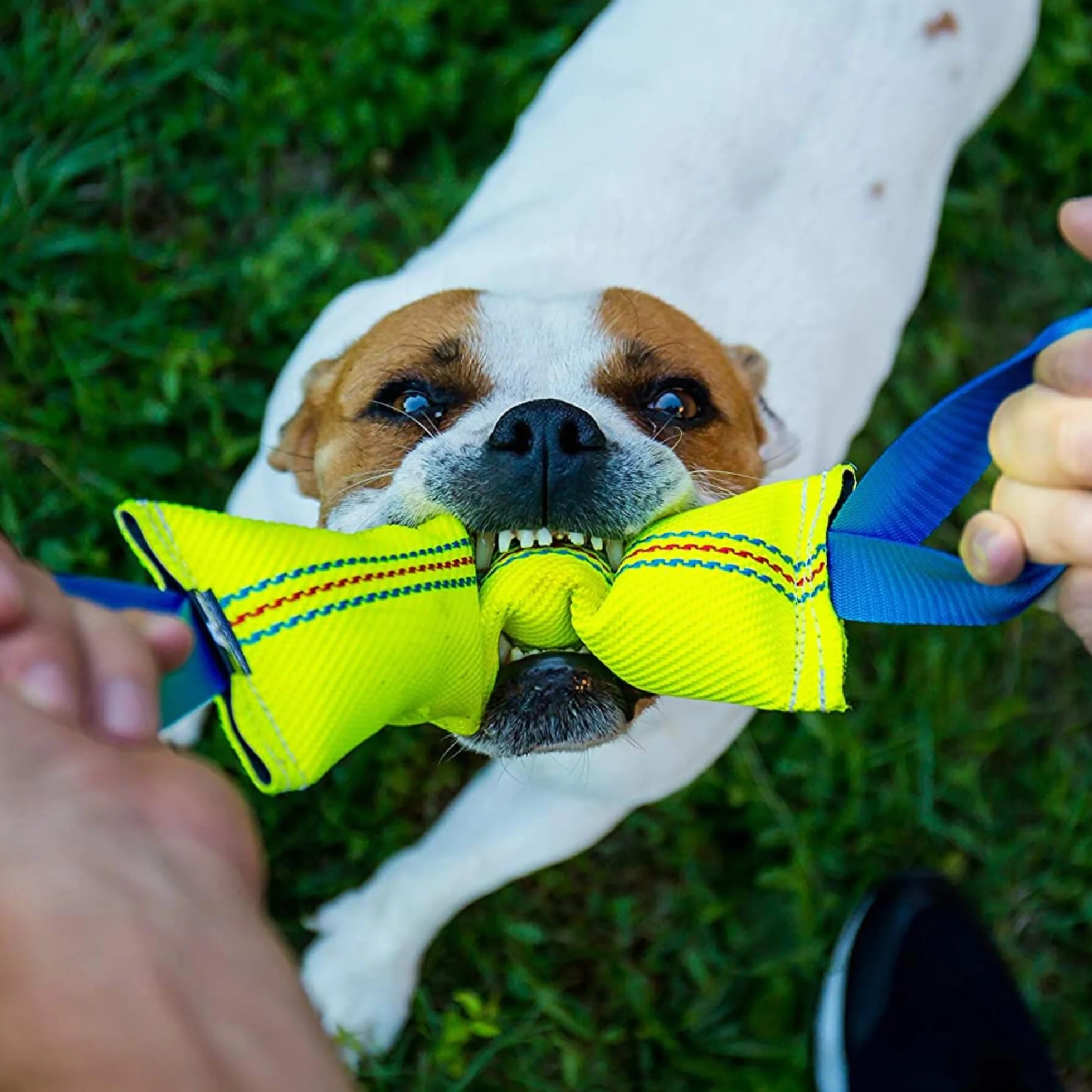 Bull Fit Szarpak dla psa 30 cm, z dwiema rączkami - Bardzo wytrzymała zabawka dla psów do treningu obronnego i kynologii sportowej - Mocny Szarpak wąż strażacki, Aport Dummy pływający