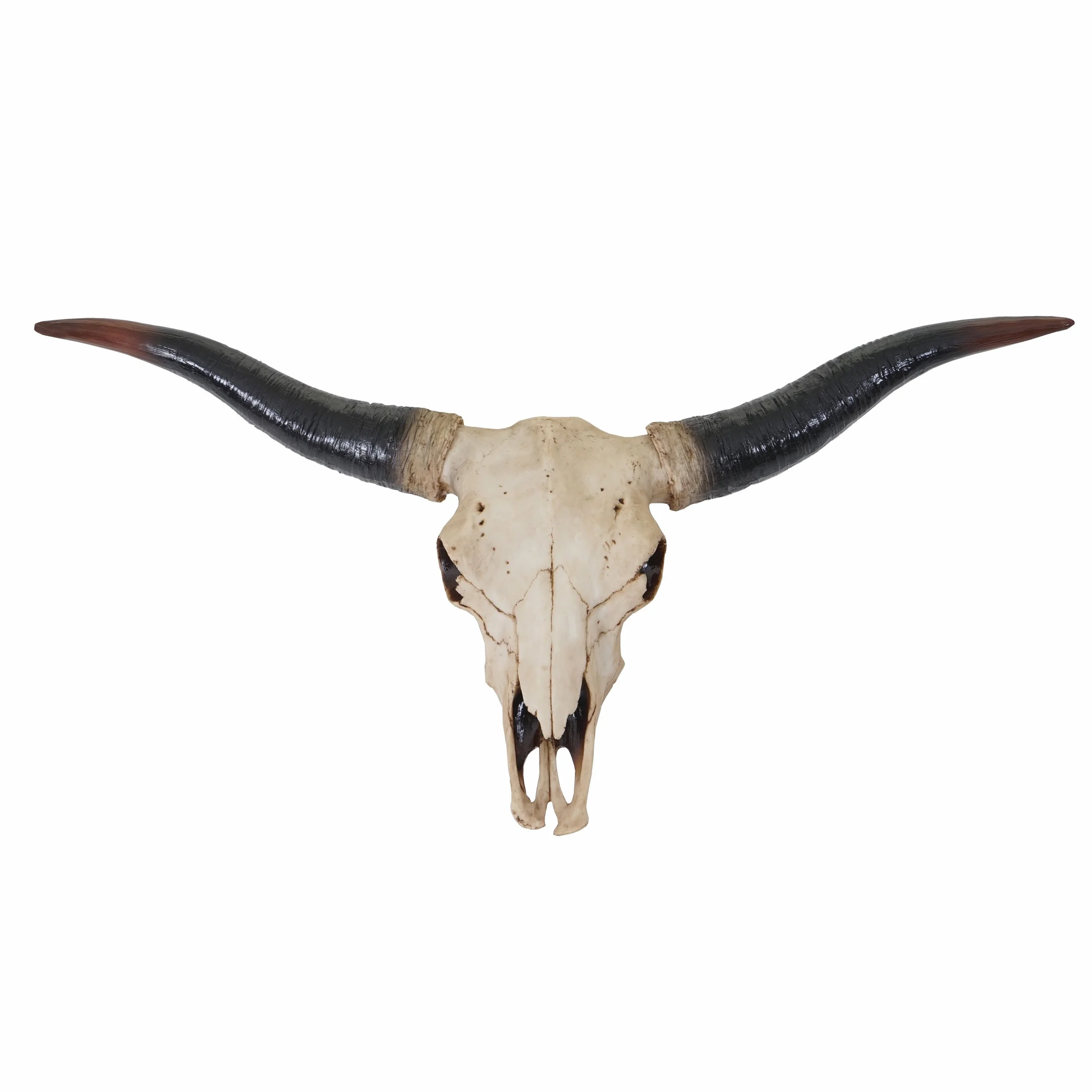 Mendler Dekoracyjna czaszka 75 cm HWC-A14, polirezyna byk bulle longhorn głowa trofeum, wewnątrz i na zewnątrz natura