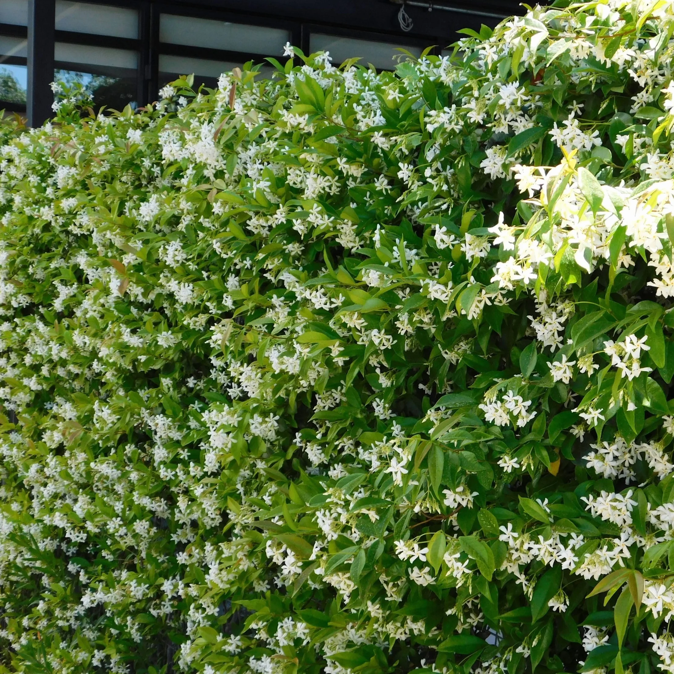 Plant in a Box - Jaśmin Toskański - Zestaw 2 sztuk - Trachelospermum jasminoides - Wys. 110-120 cm - Doniczka 17 cm - Roślina pnąca