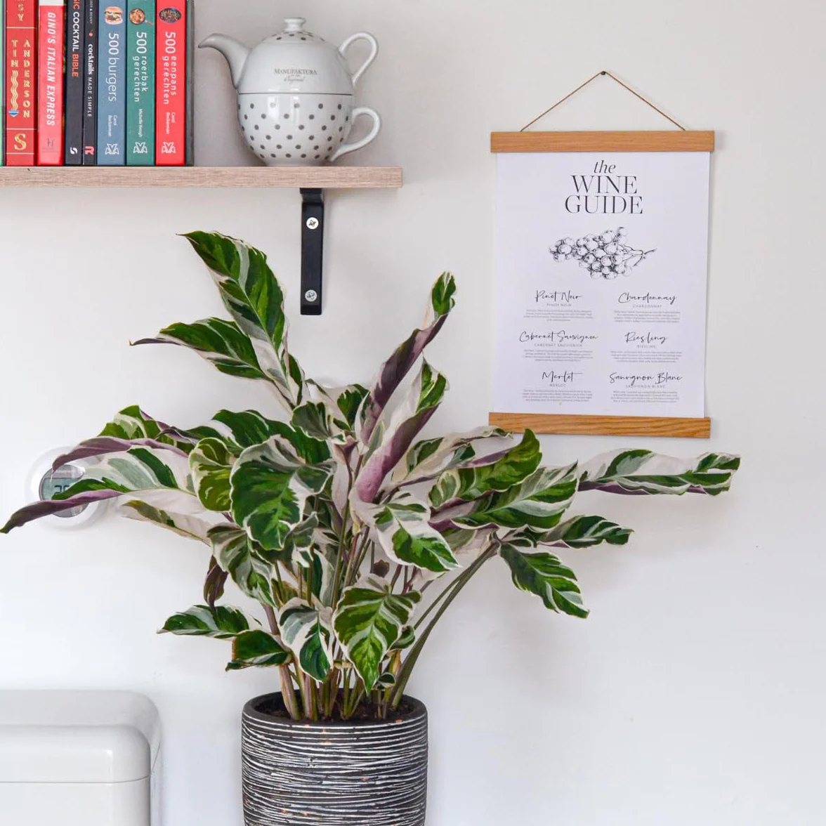 Plant in a Box - Calathea 'Fusion White' - Kalatea - Zestaw 2 sztuk - Doniczka 14cm - Wysokość 30-40cm