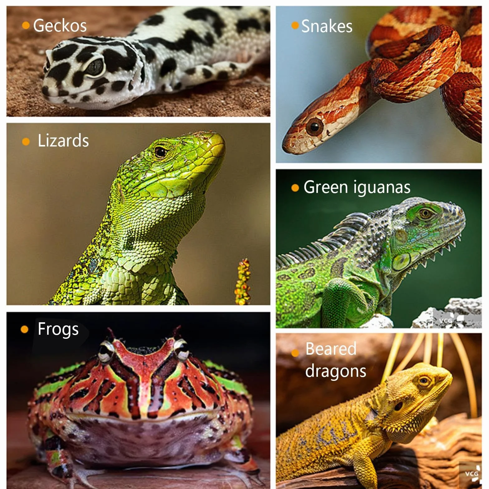 Karmnik kameleona, przeciw ucieczce, pustelnik, naczynie na żywność, karmniki dla gadów, płazów, do klatki lamparta, terrarium, obudowy, żaby, jaszczurki, gekona