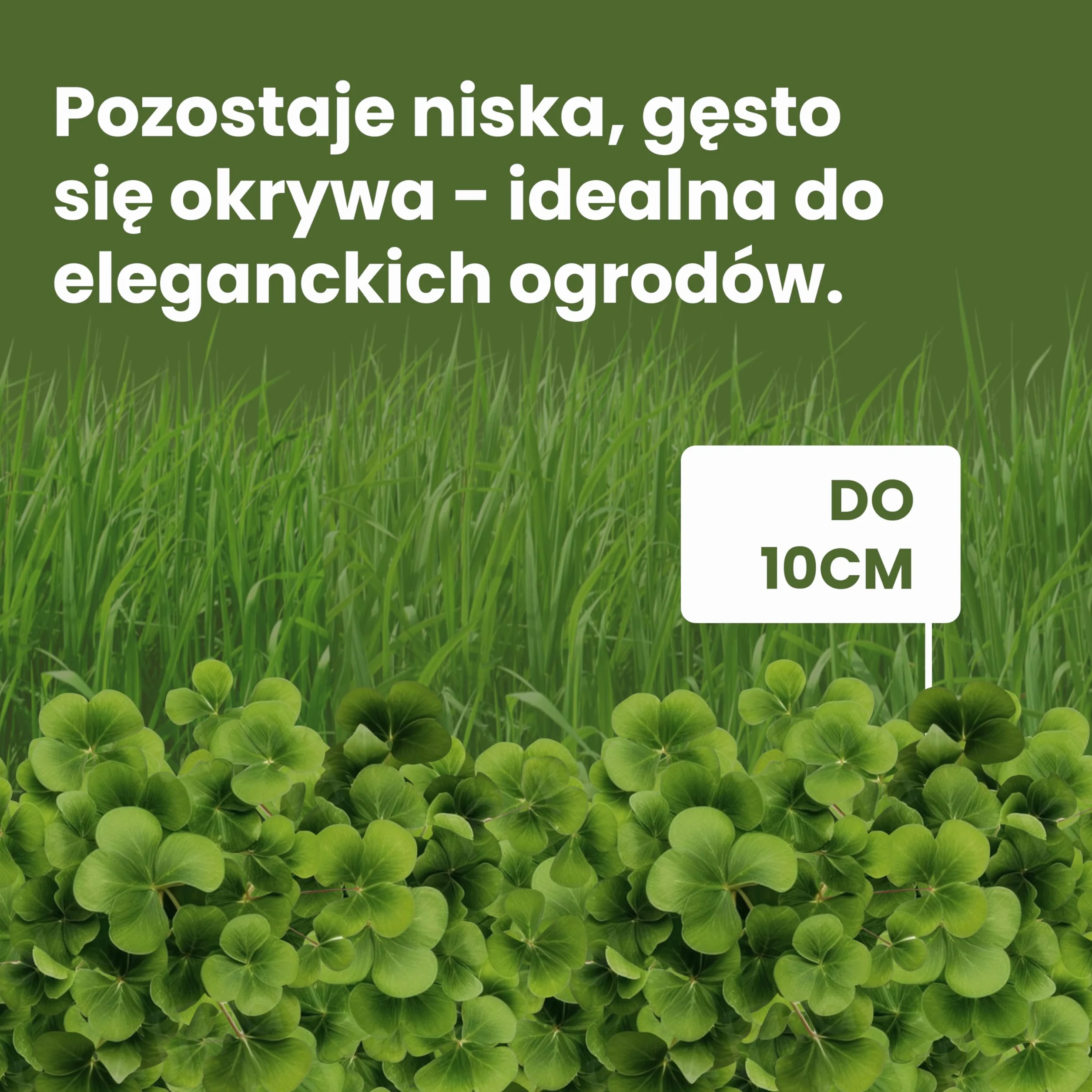 LERAVA® Nasiona niskiej koniczyny (50 m²) - Biała mikrokoniczyna na trawnik - Nie wymaga koszenia - Wiąże azot i poprawia glebę - Nasiona koniczyny z białymi kwiatami