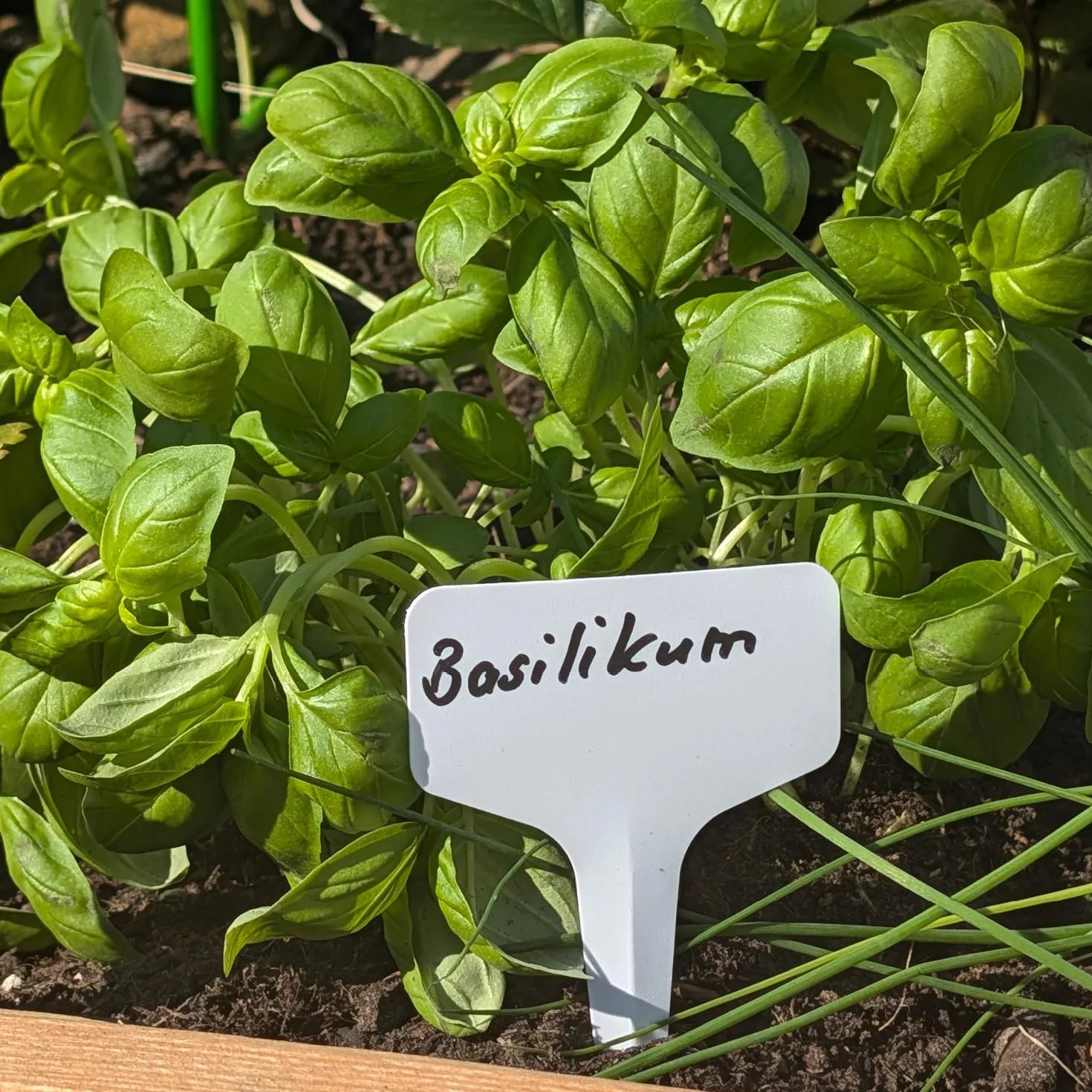 COM-FOUR® 100x tabliczki do roslin z markerami z podwójna koncówka - etykiety wtykowe 10 cm do pokojów, balkonów, ogrodów - wtyki do oznakowania roslin - wtyki uprawowe
