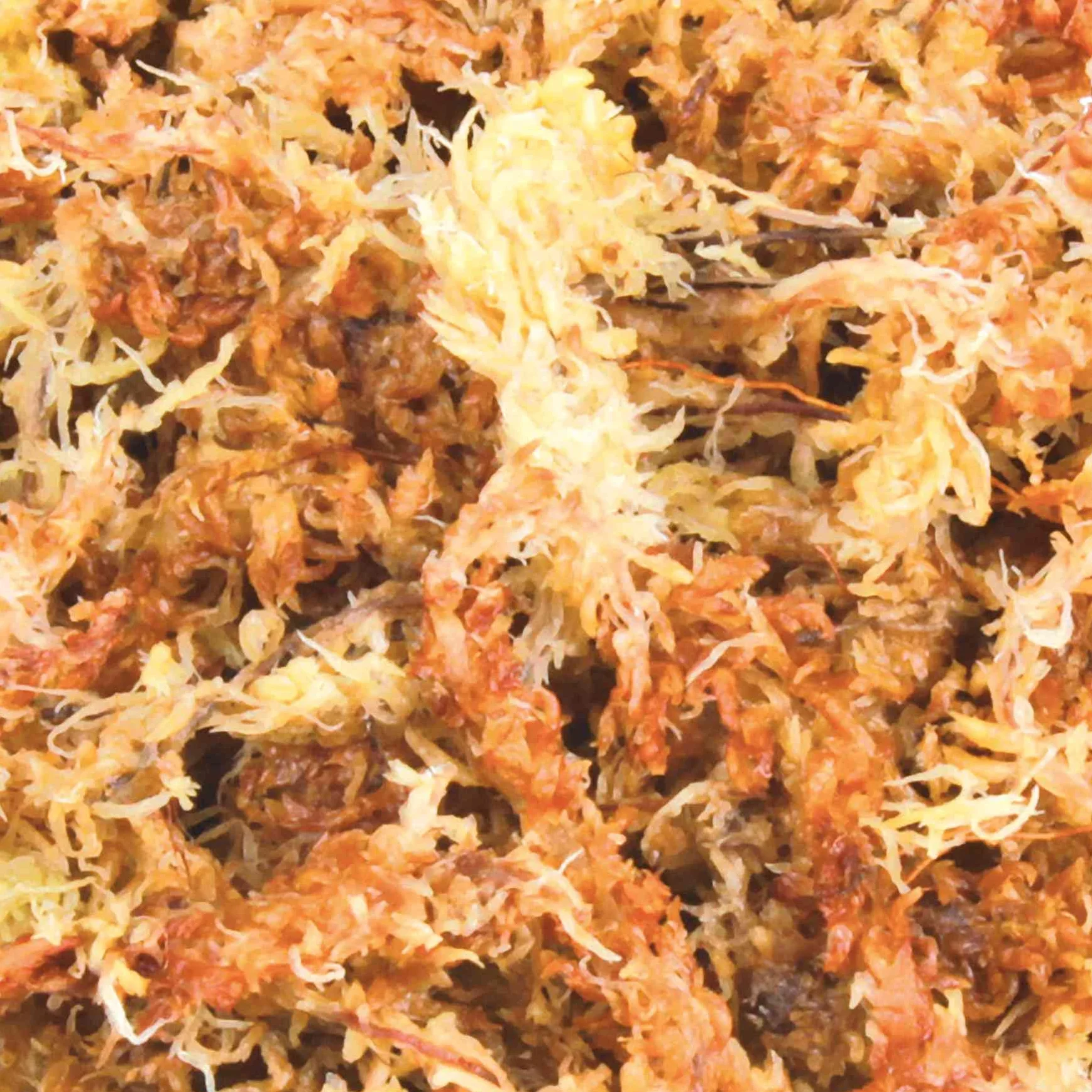 Trixie Reptiland Podłoże do Terrarium 100 g