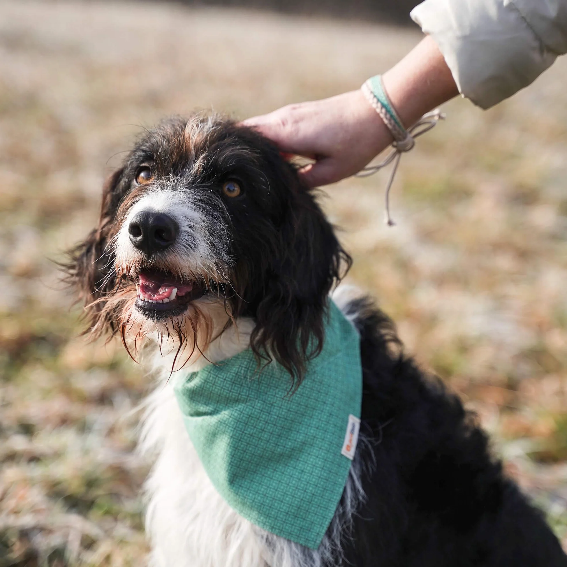Pettsie obroża dla psa bandana bransoletka przyjaźni konopie 3 rozmiary D-ring L