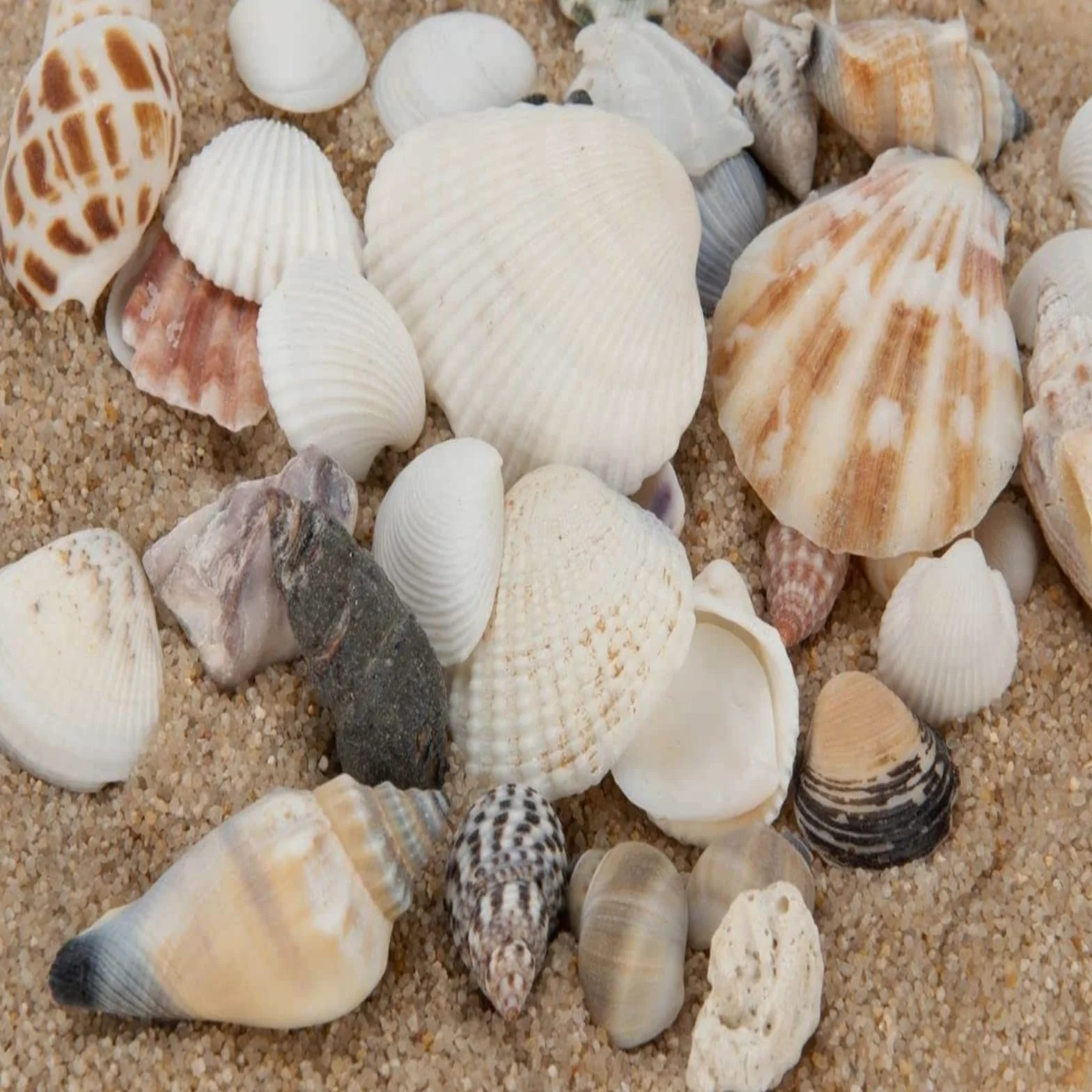 Shells Mixed, naturalne muszle, muszle plażowe, muszle do majsterkowania, dekoracyjne muszle, do majsterkowania i dekoracji domu, dekoracja na imprezy, wesela, ok. 100 g