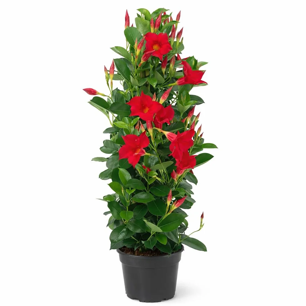 Exotenherz Mandevilla Dipladenia - kwiat lejka - kształt piramidy - doniczka 17 cm - ok. 65-70 cm - czerwona
