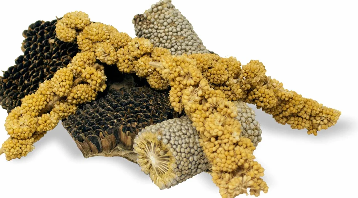 JR FARM Kawałek do przekąsek 50 g