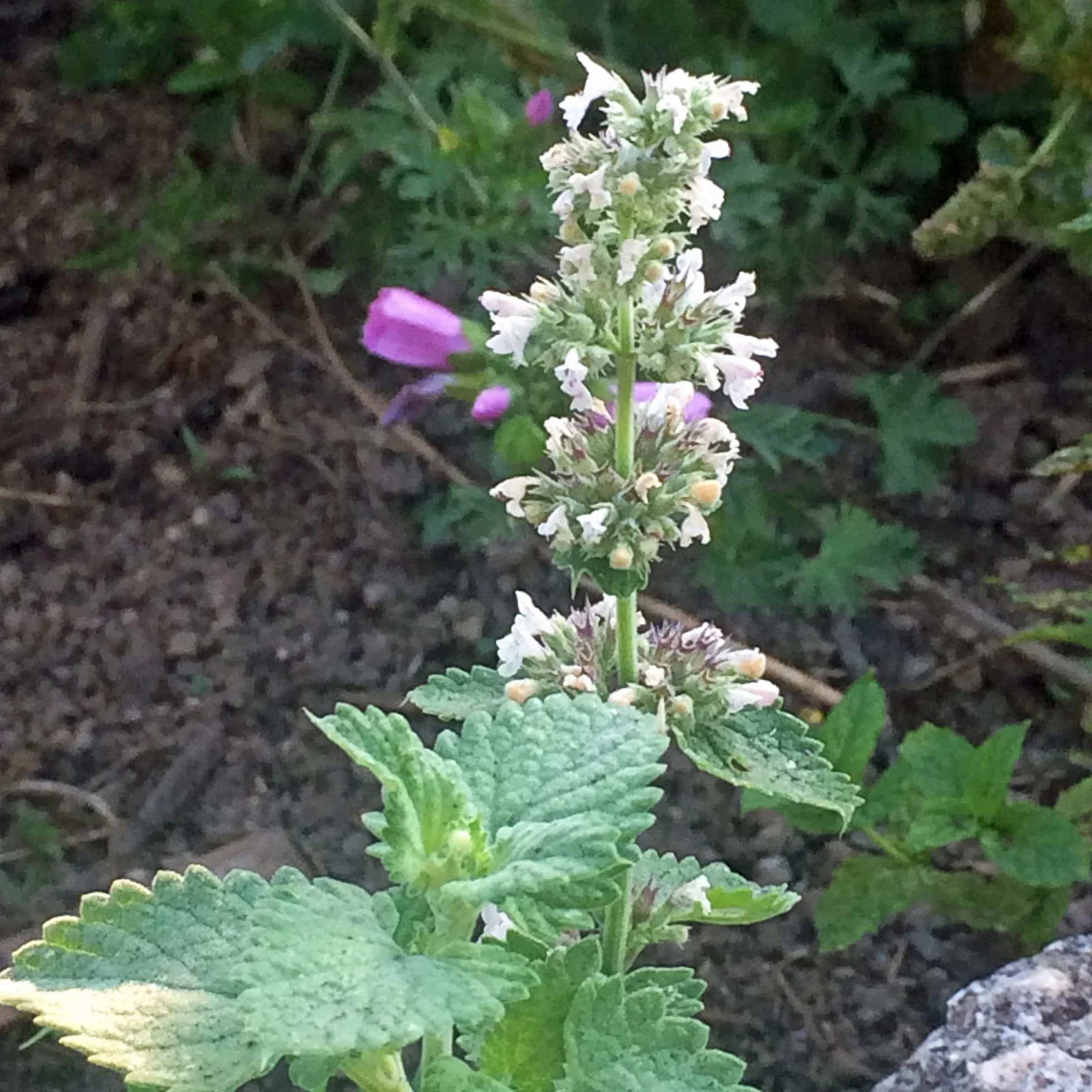 Mięta cytrynowa / biała melisa cytrynowa (Nepeta cataria ssp. citriodora) - ok. 600 nasion