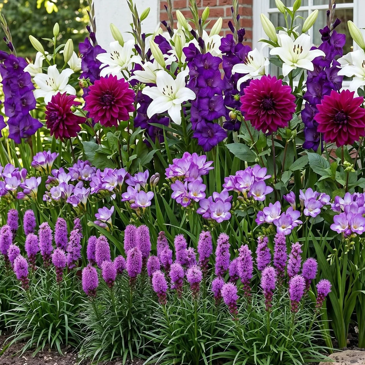 Letnie cebulki kwiatowe Purple Garden Collection - 25 bulw - mieczyki/dalie/lilie/freezje/liatry - odporna wieloletnia mieszanka cebulek - holenderska jakość - do ogrodu, doniczek