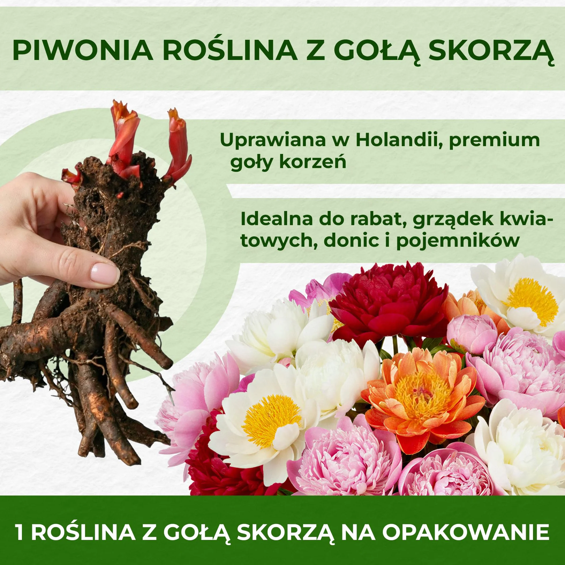 Piwonia Purple Passion (1 roślina), hybryda dużej piwonii, odporna bylina, rośliny z Holandii do ogrodu i doniczek (bez nasion, cebul i nie sztuczne)