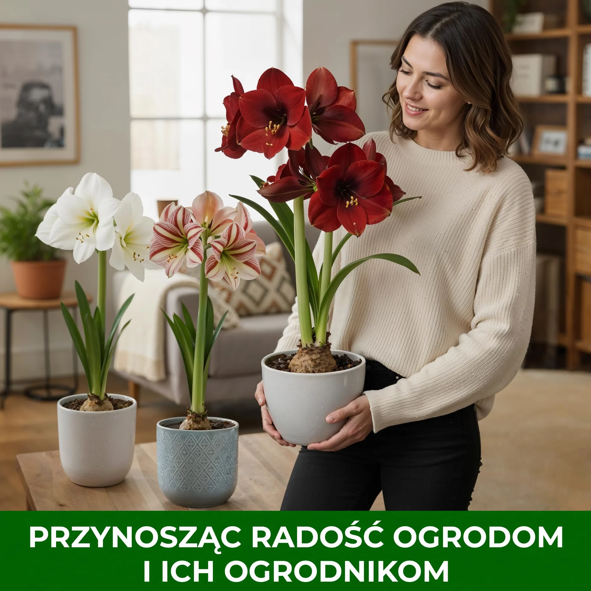 Cebula Amarylis Red Lion, 1 cebula kwiatowa w dużym formacie 26/30, ekskluzywna rośliny i kwiaty z Holandii, prawdziwe hippeastrum (bez nasion, wosku i nie sztuczne)