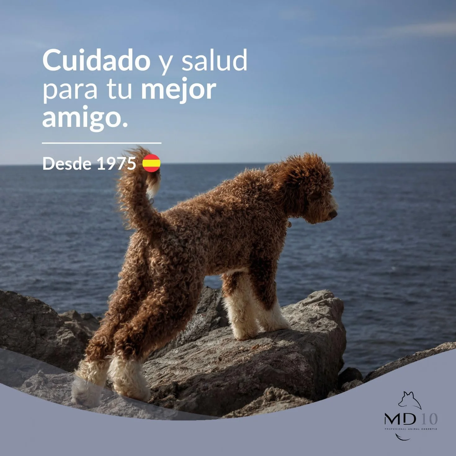 MD10 Shampoo Lagotto Romagnolo - Shampoo per Cani pelo lungo - shampoo cani pelo lungo - Cani Shampoo pulire il cane Vegano e biodegradabile 300ml