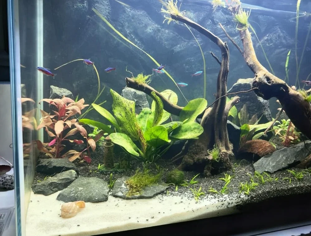 Żwirek do akwarium grafitowy 2-3mm 8kg podłoże pod rośliny