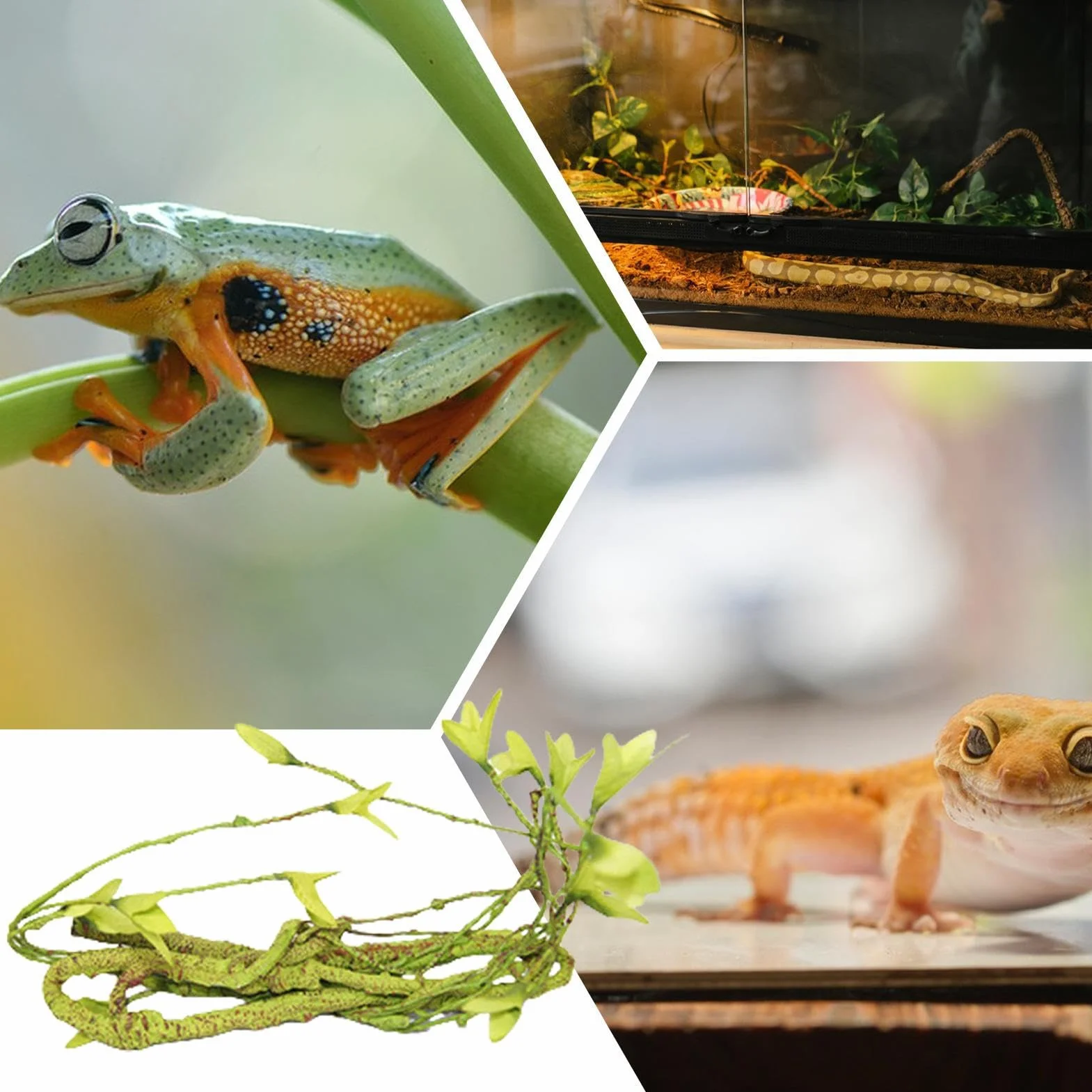 Celuーション Gałązki dla gadów wspinaczy, akcesoria do klatki dla kameleonów - naturalna dekoracja z lianami, siedlisko kryjówki dla brodatych smoków gekon, lampart i żaba