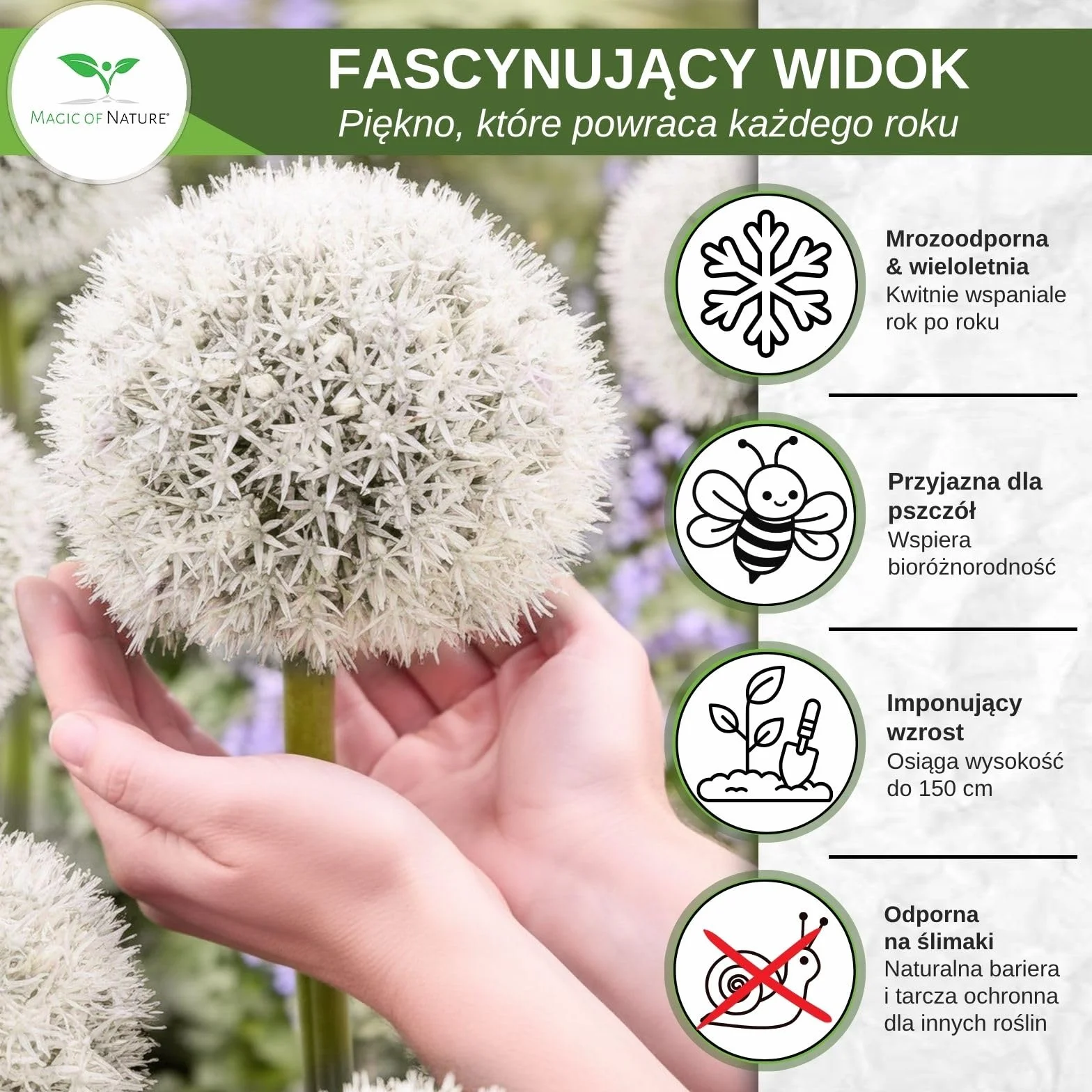 Magic of Nature Nasiona Czosnku Olbrzymiego (30 szt.) Allium giganteum, mrozoodporny i wieloletni - białe kwiaty do 150cm do Twojego ogrodu