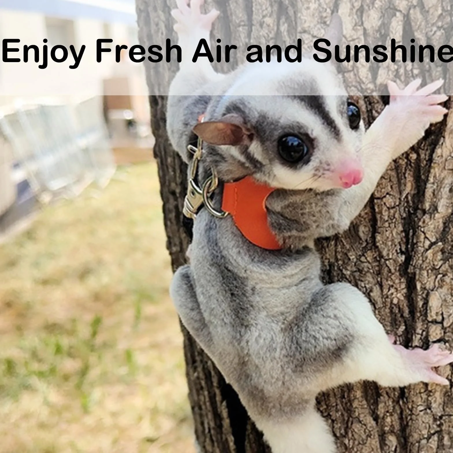 Zestaw uprzęży i smyczy Sugar Glider dla małych zwierząt kamizelka treningowa do chodzenia dla wiewiórki, chomika, szczura, niebieskiego, 3 szt
