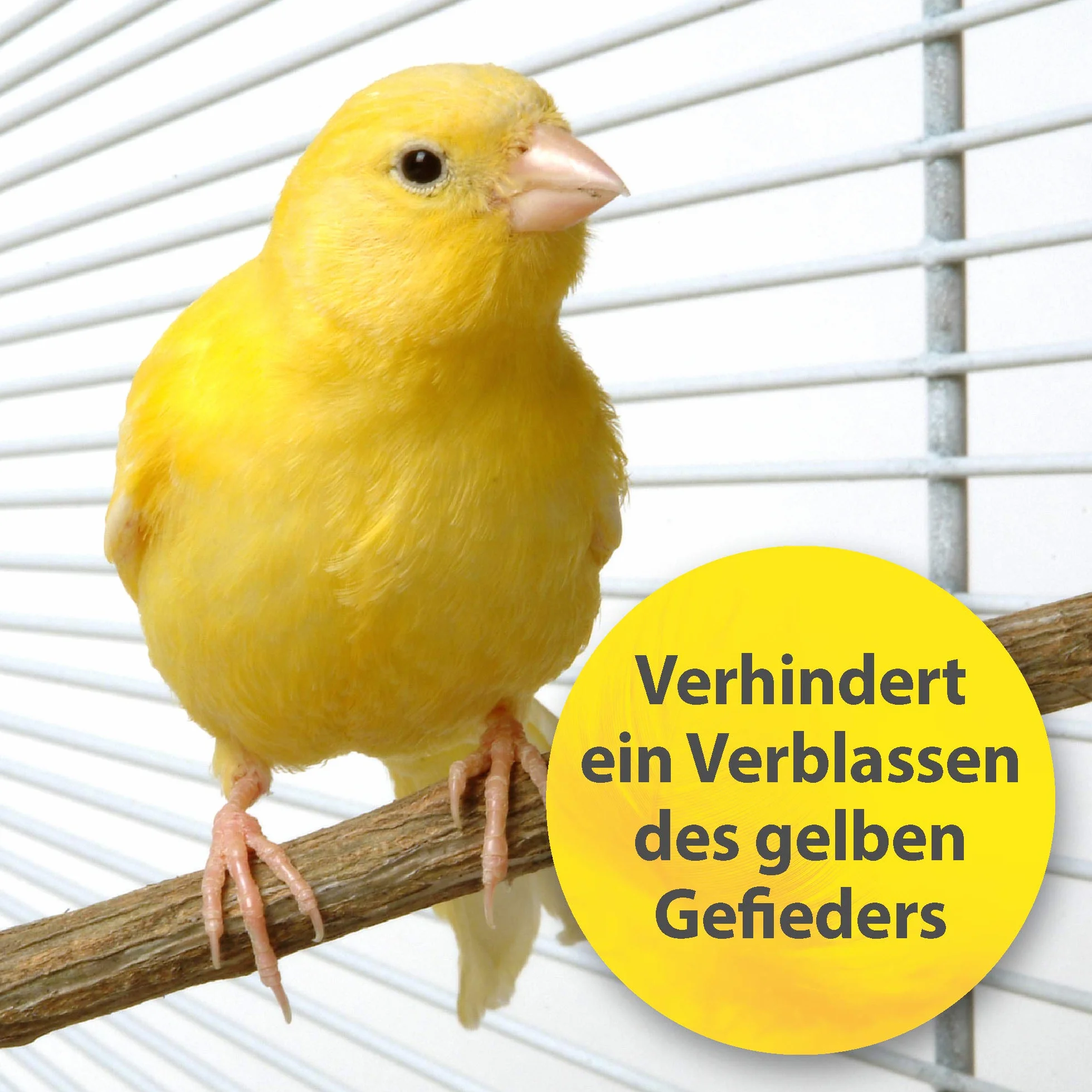 Quiko Intensive Yellow 50g - Karma uzupełniająca dla ptaków ozdobnych