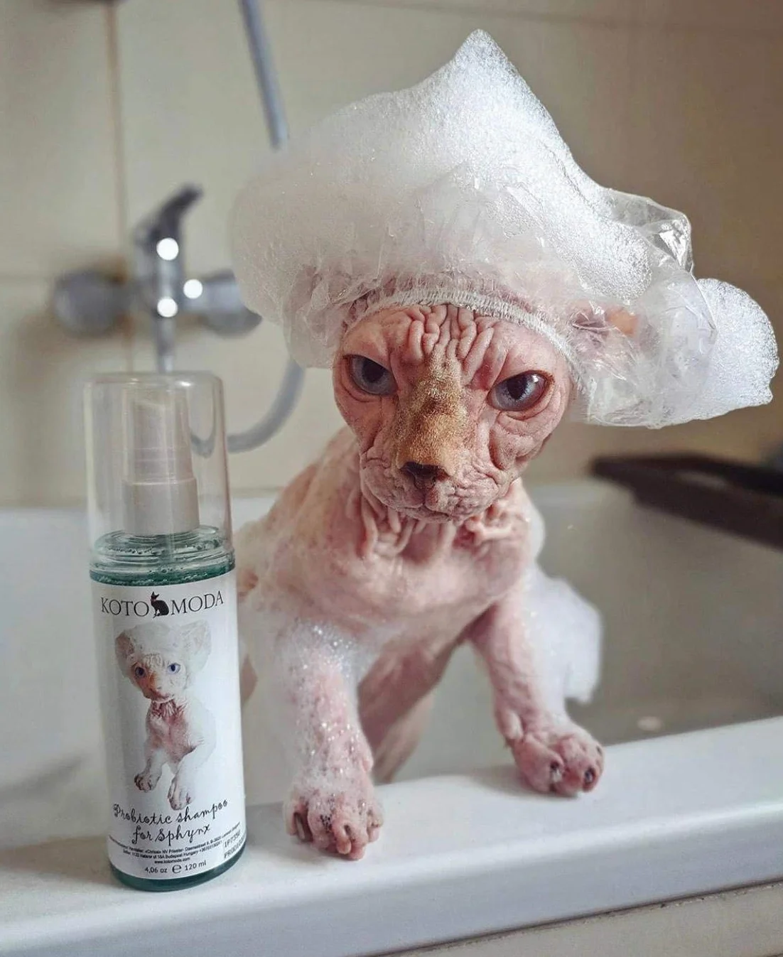 Szampon Probiotyczny dla Kotów Sphynx, 120 ml