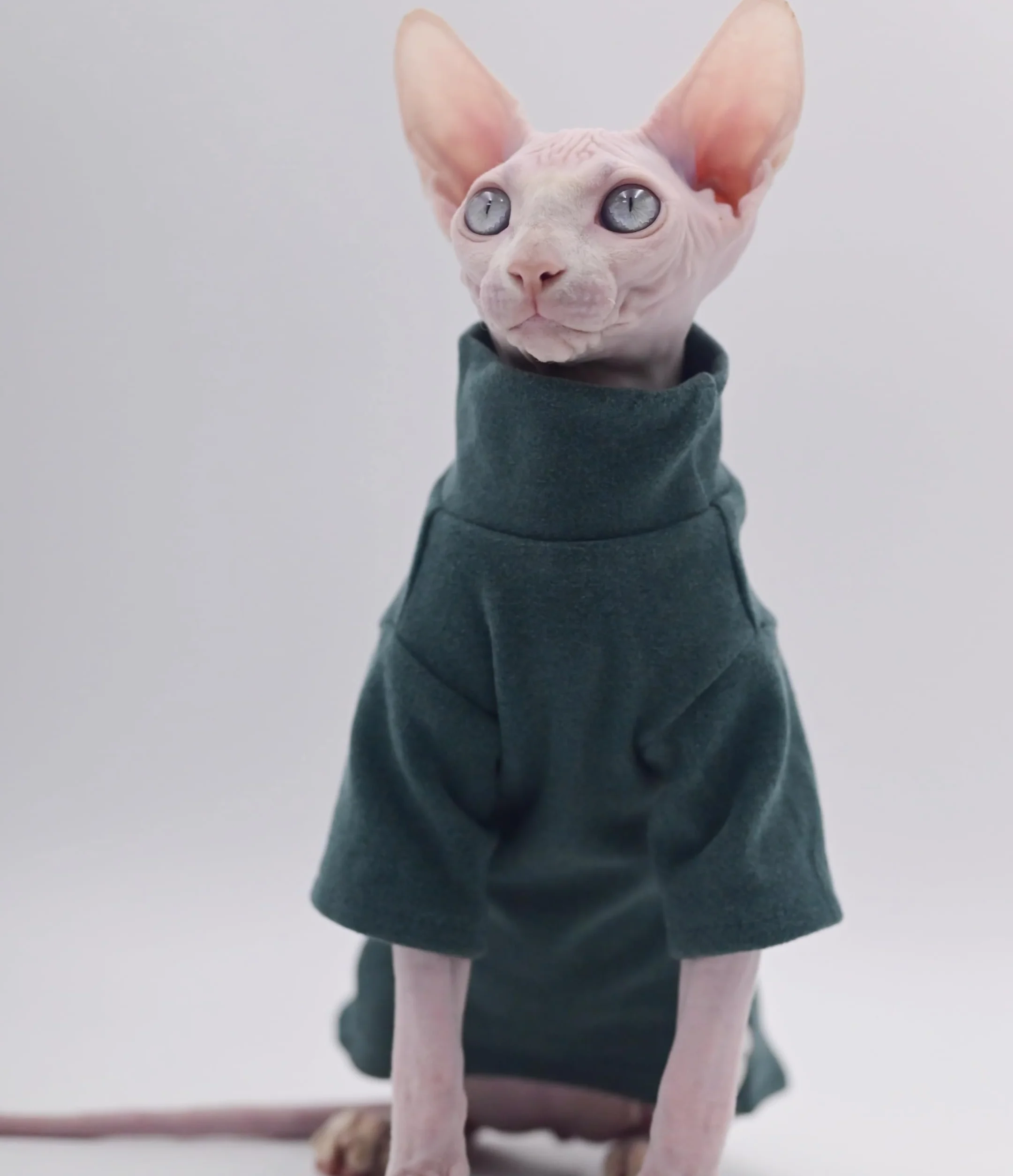 Sphynx Ubrania dla kotów, samonagrzewające się, ciepła bielizna termiczna, bezwłose, ubrania dla kota Sfinksa, Devon, Cornish ubrania dla kotów i małych kotów i psów (czarne), rozmiar L