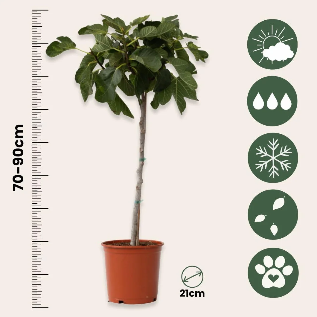 Plant in a Box - Drzewko Figowe - Figa - Ficus Carica - Mrozoodporny - Doniczka 21cm - Wysokość 70-90cm