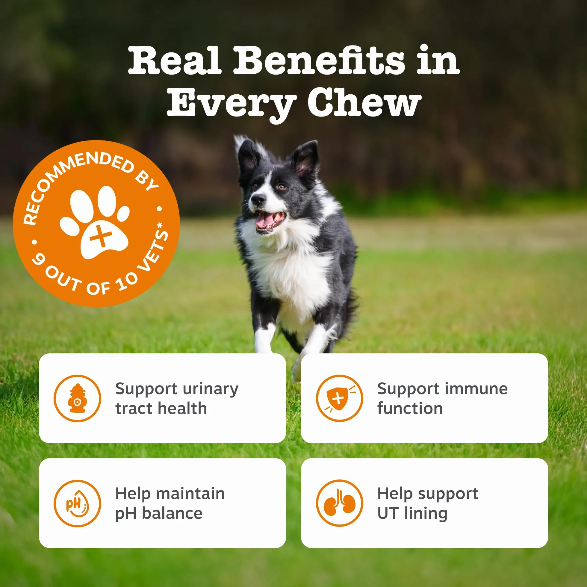 Zesty Paws Urinary Care Chews for Dogs 90 Chews Turkey Flavour Supports Urinary Tract Immune Function
