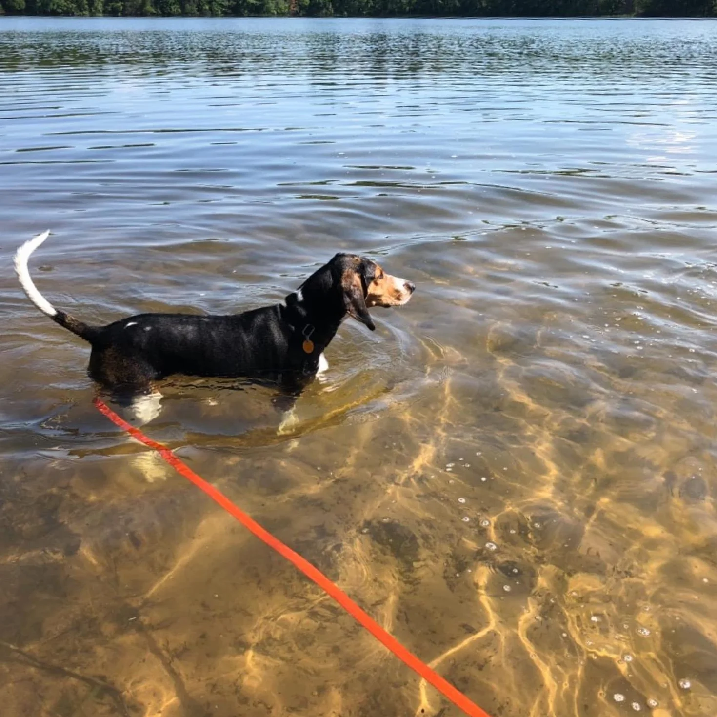 PETTOM Smycz treningowa dla psów 15 m, wytrzymała nylonowa, z wyściełanym uchwytem, czerwona