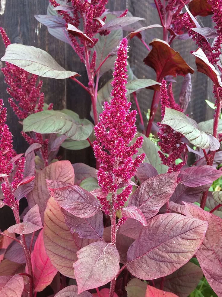Szarłat czerwony (Amaranthus lividus) 500 nasion amarantus warzywny