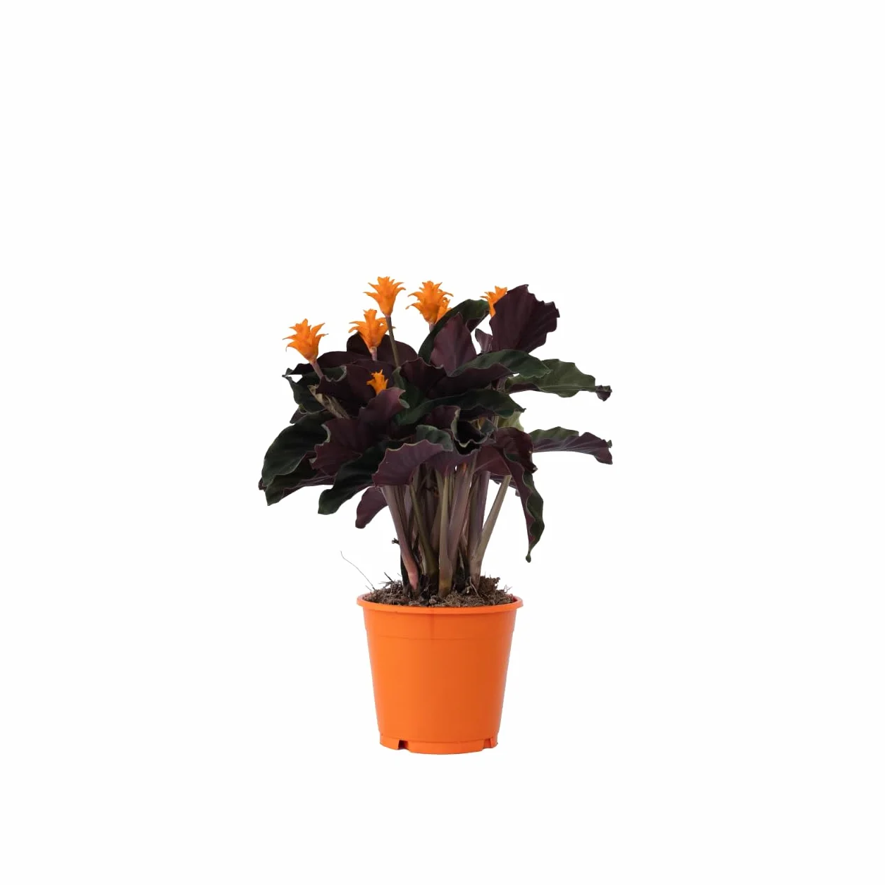 Plant in a Box - Calathea Crocata - Kalatea żółtokwiatowa - Doniczka 14 cm - Wysokość 40-50 cm - Roślina domowa oczyszczająca powietrze - Piękne liście