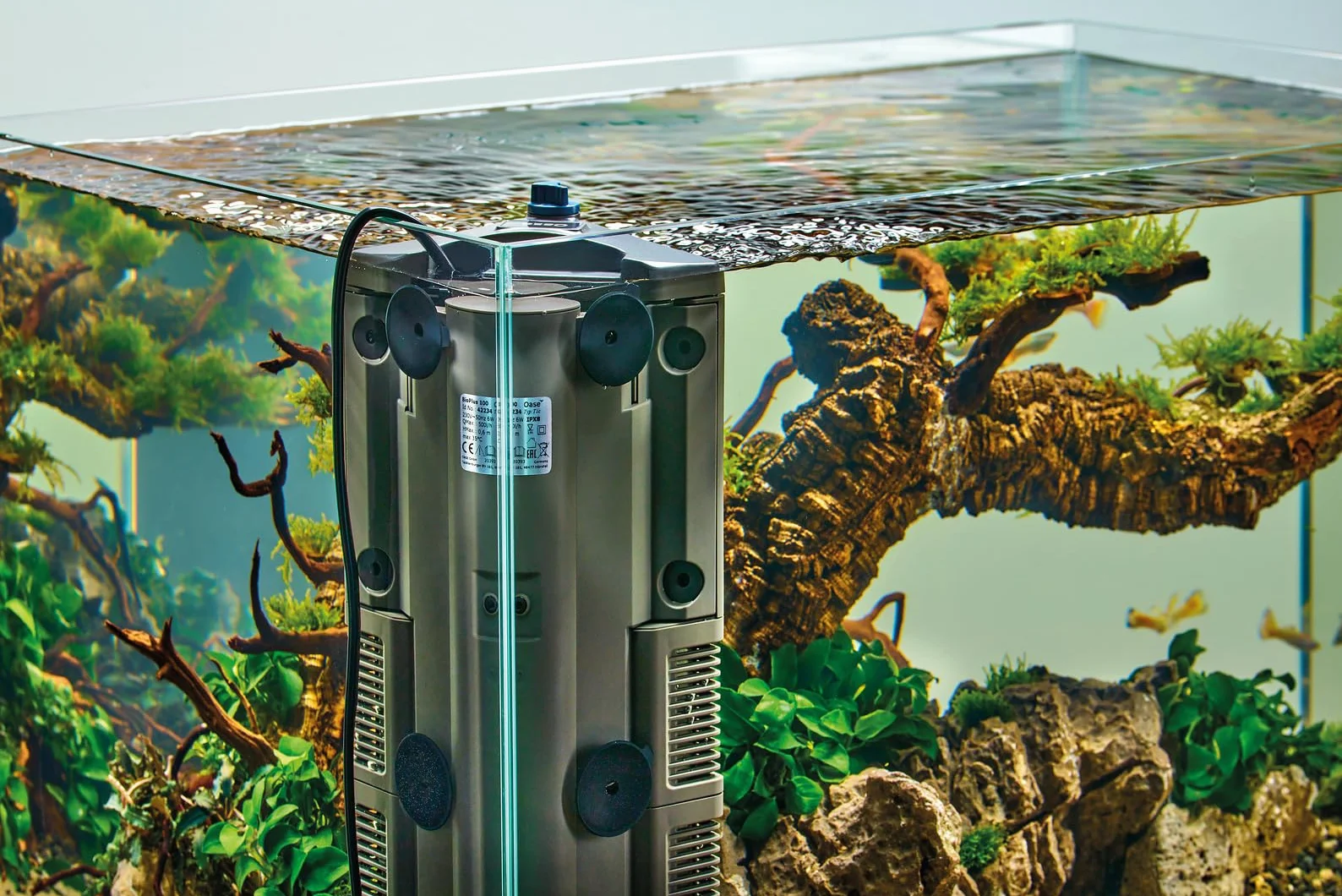 BioPlus Thermo 50