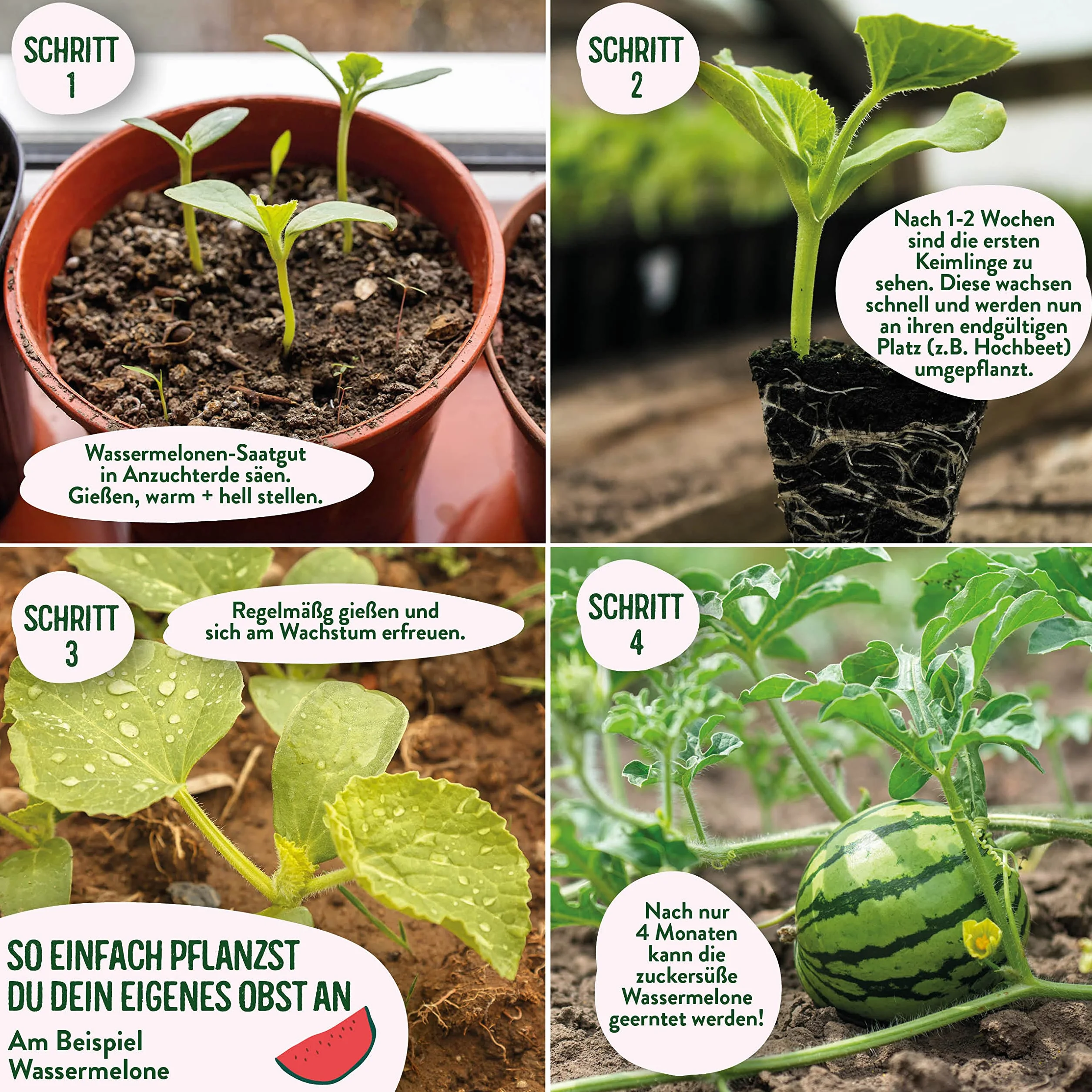 valeaf Obst Samen Set I 10 Sorten Obstsamen I Premium Saatgut Obst I Pflanzen Set inkl. Obst Samen I Erdbeersamen, Melonen Samen, Physalis, Drachenfrucht I Pflanzen Samen I ideales Samen Set Geschenk
