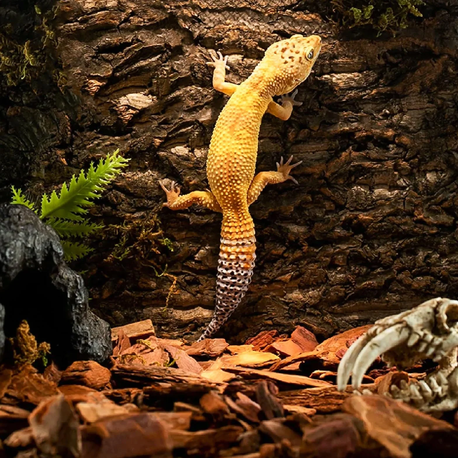 Tylna ścianka z korka do terrarium 3D naturalna kora dekoracja