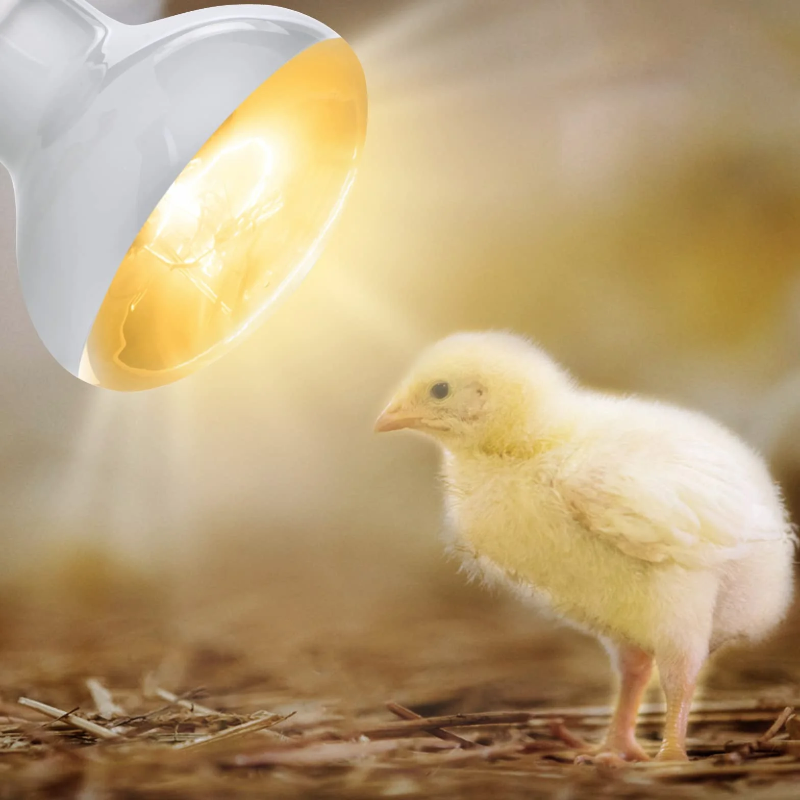 Lampa Grzewcza Gadów 50W E27 2 Sztuki