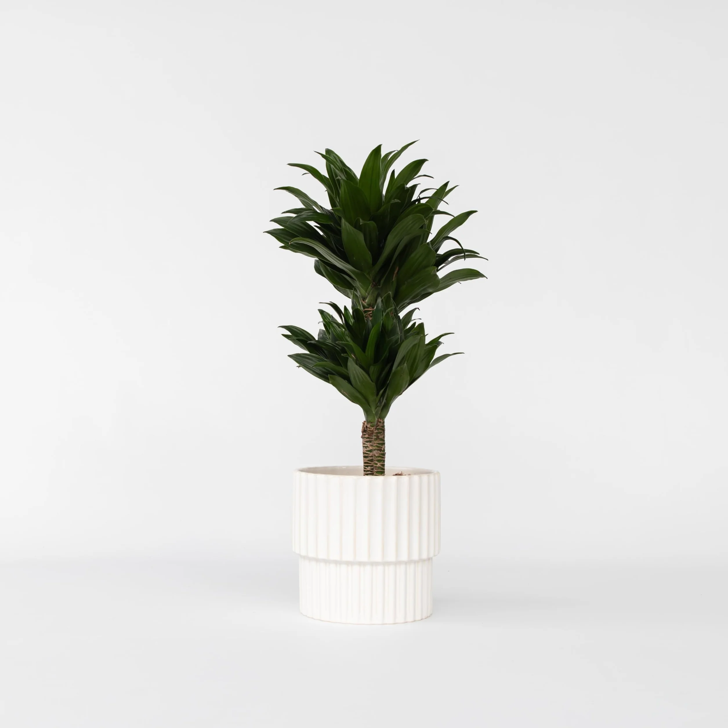 Plant in a Box - Dracaena deremensis 'Compacta' - Smocze drzewo - Dracena - Roślina doniczkowa - ⌀ 17 cm - Wysokość 50 do 65 cm